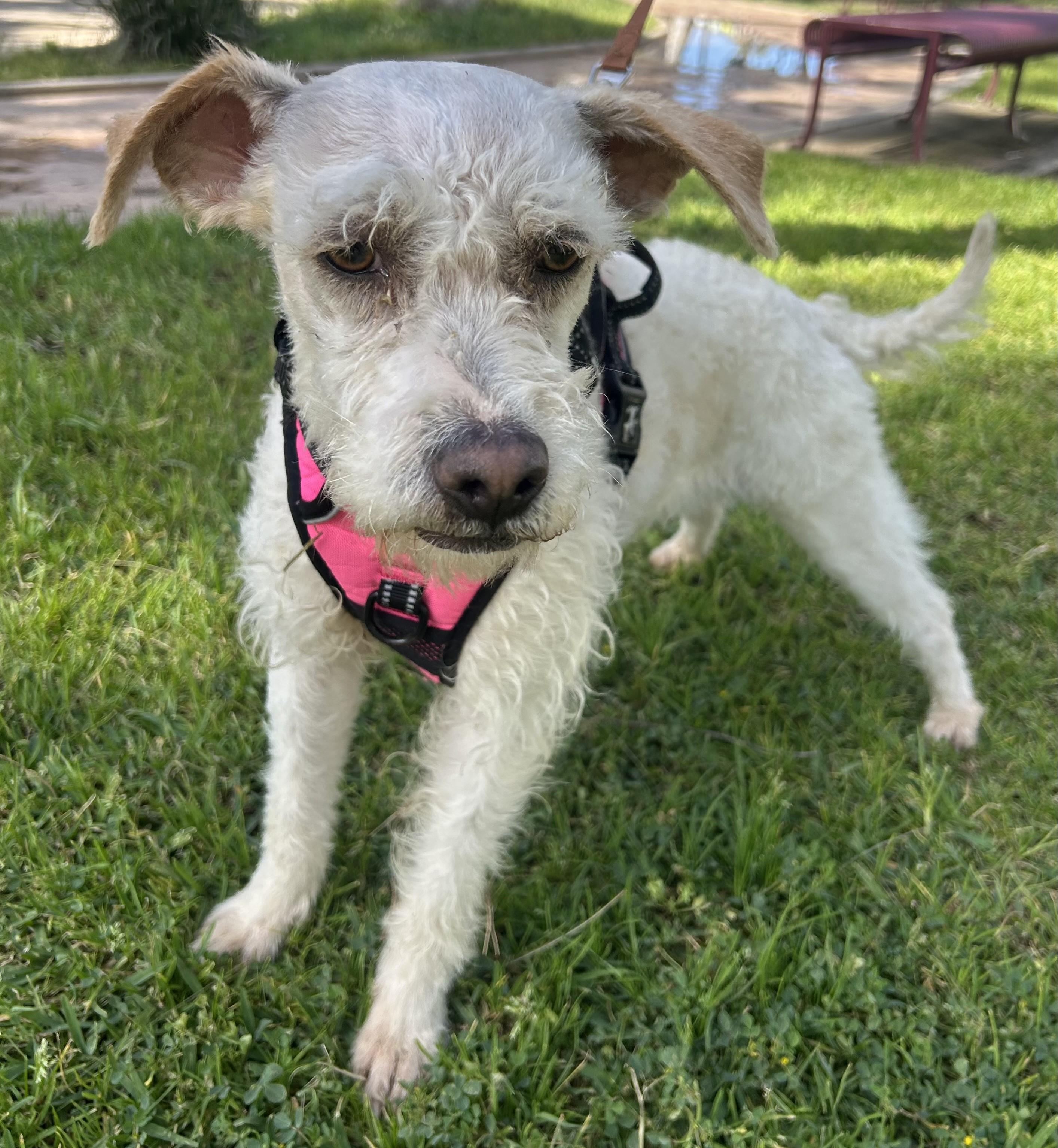 Enlarge FAITH, a ADOPTABLE mixed breed in Bell Gardens, CA image 4/6
