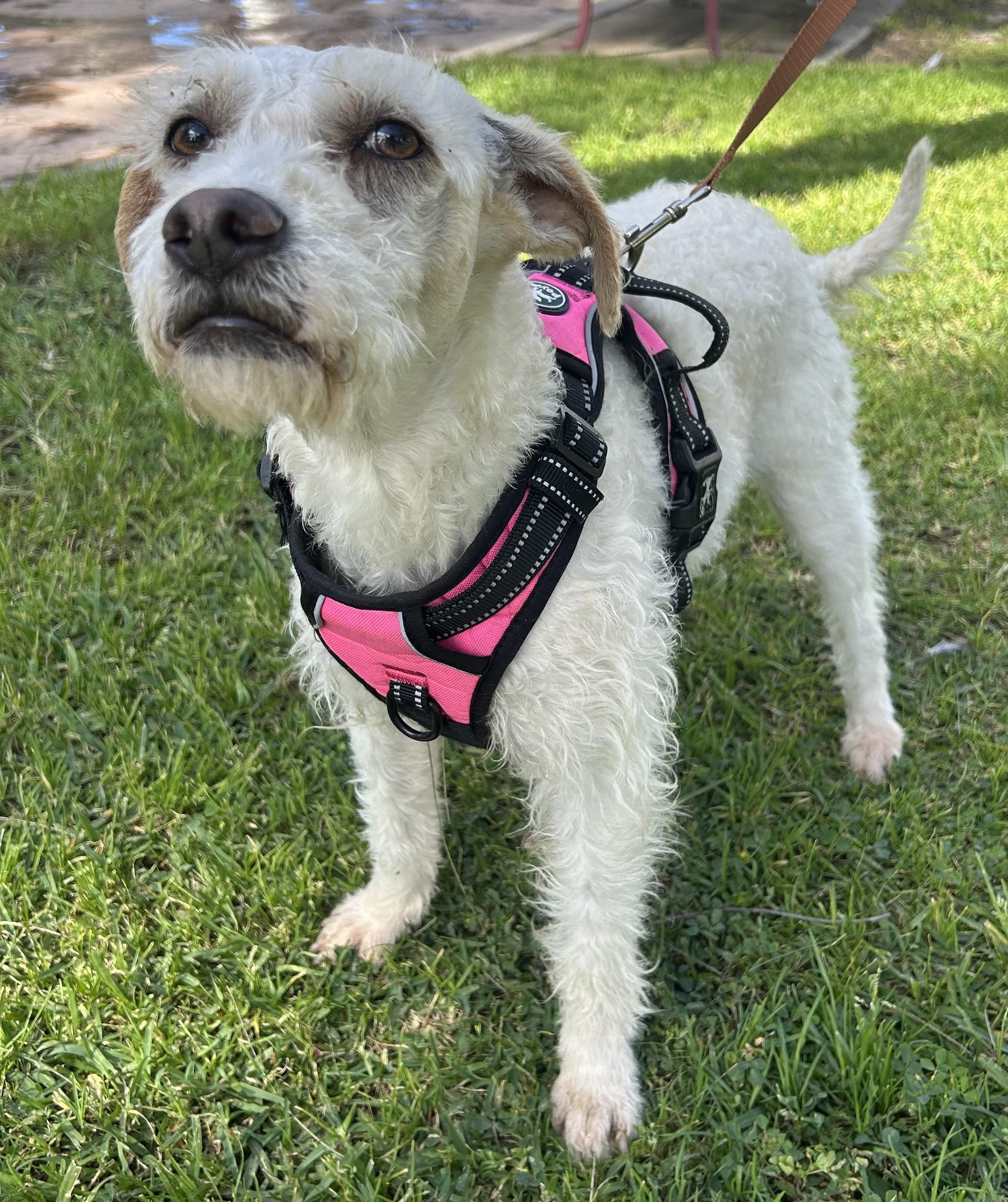 Enlarge FAITH, a ADOPTABLE mixed breed in Bell Gardens, CA image 2/6