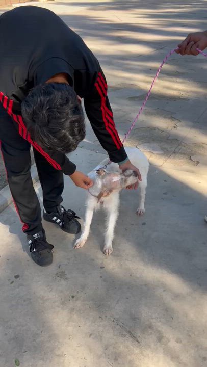 Enlarge FAITH, a ADOPTABLE mixed breed in Bell Gardens, CA video 5/6