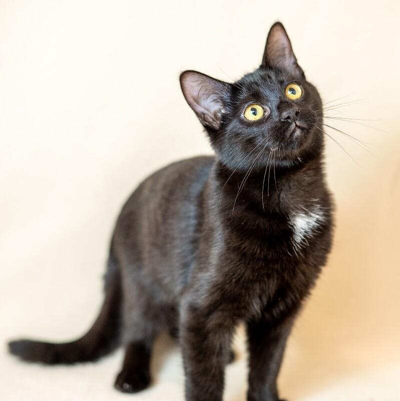 Kitty, Adoptable, Young Female Domestic Short Hair.