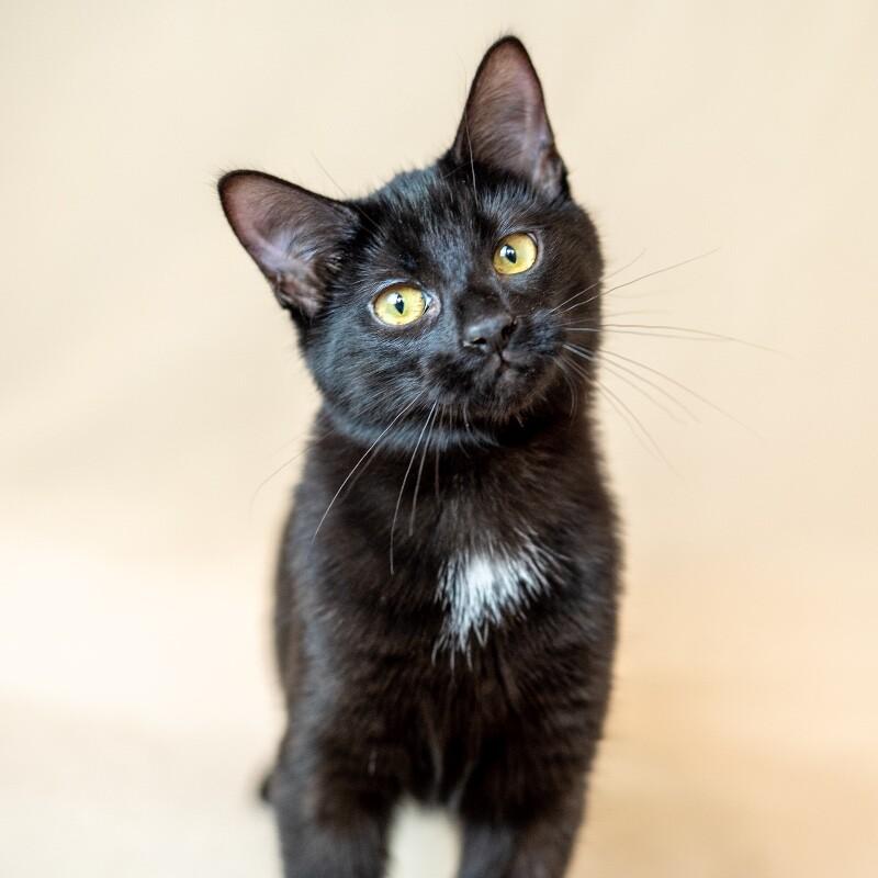 Kitty, a Adoptable Domestic Short Hair in North Babylon, NY image 2/4