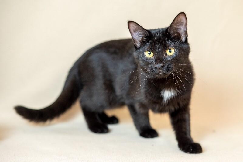 Kitty, a Adoptable Domestic Short Hair in North Babylon, NY image 3/4