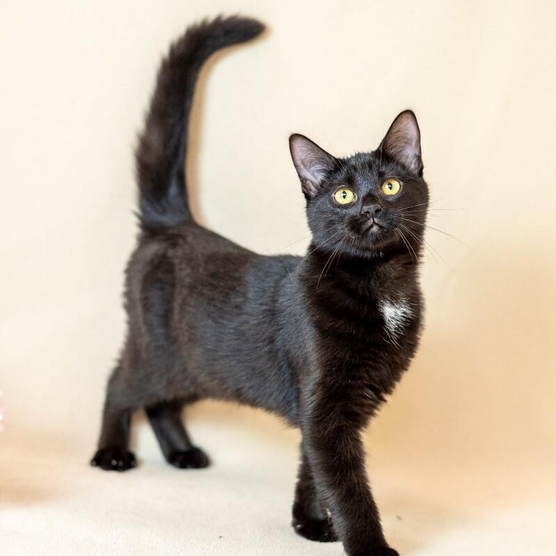 Kitty, a Adoptable Domestic Short Hair in North Babylon, NY image 4/4