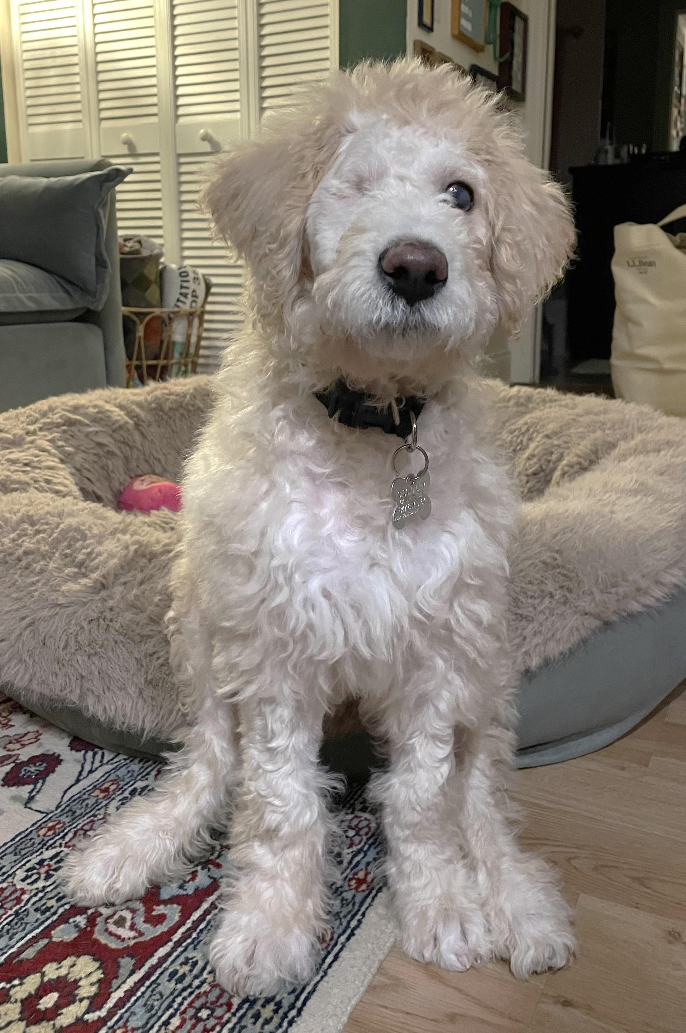 Archie - Adopted | Petfinder