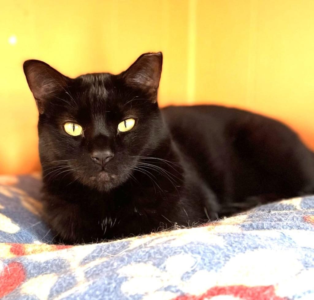 Enlarge Midnight Anise, a Adoptable mixed breed in Ogden, UT image 1/1