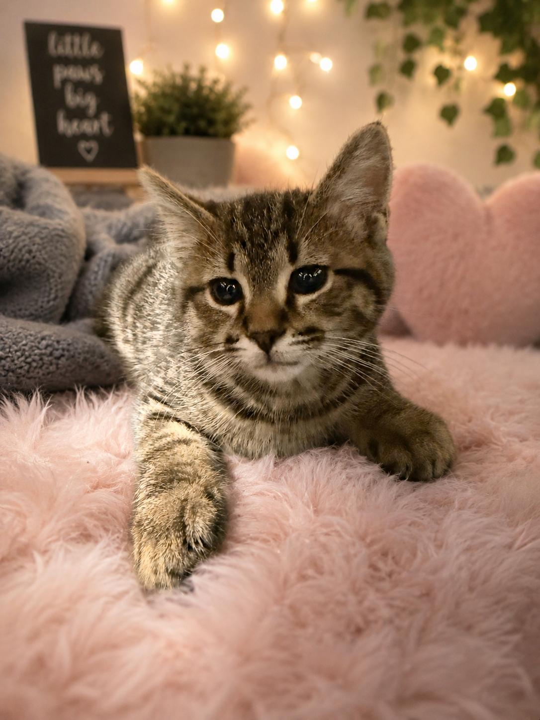 Pigeon, adopted, Young Male Domestic Short Hair.
