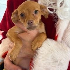 Enlarge Dancer, a Adoptable mixed breed in Madison Heights, MI image 1/1