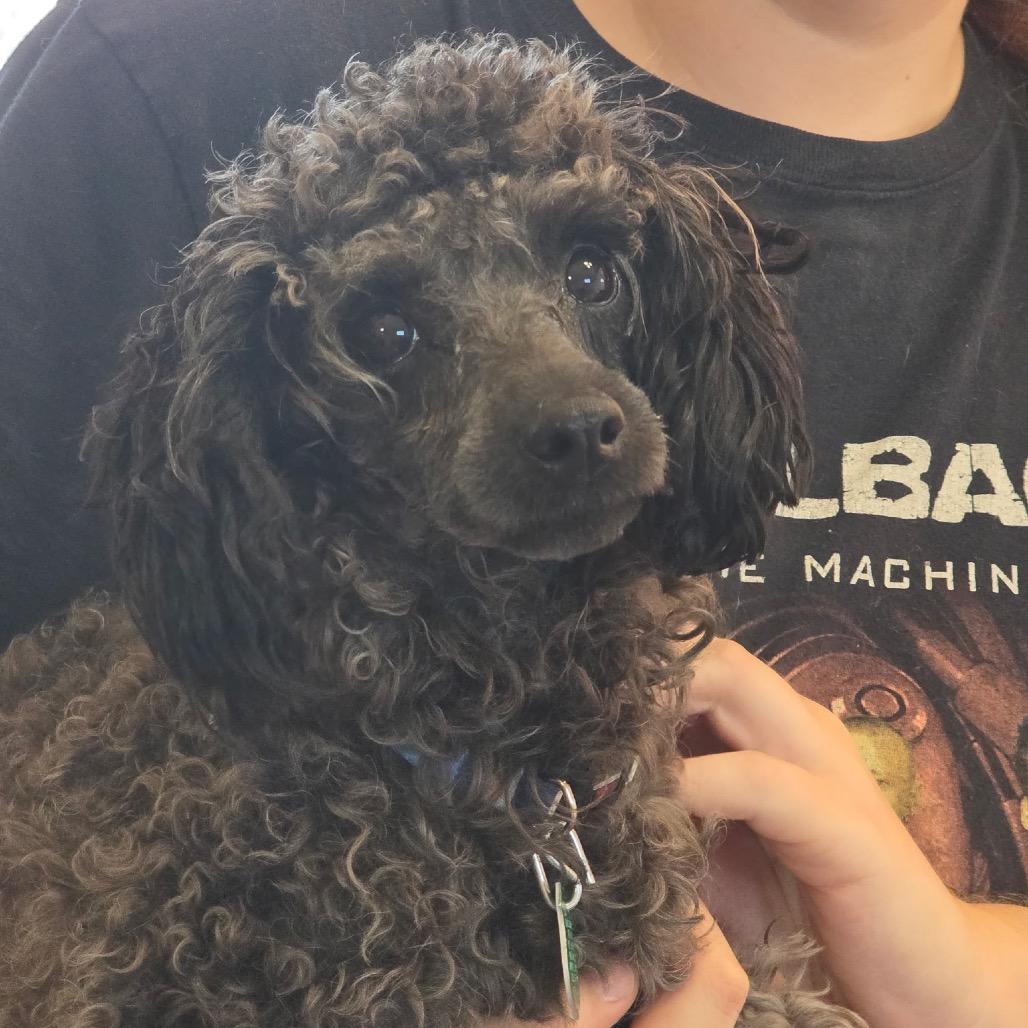 Pierre, Adoptable, Adult Male Miniature Poodle.
