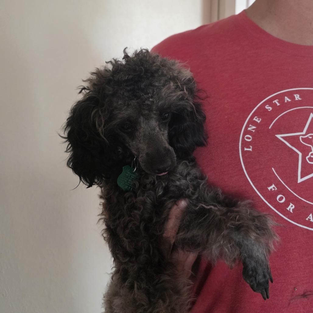 Enlarge Pierre, a Adoptable Miniature Poodle in Oxford, ME image 2/5