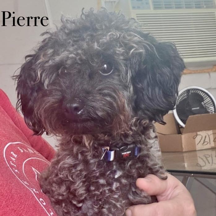 Enlarge Pierre, a Adoptable Miniature Poodle in Oxford, ME image 3/5