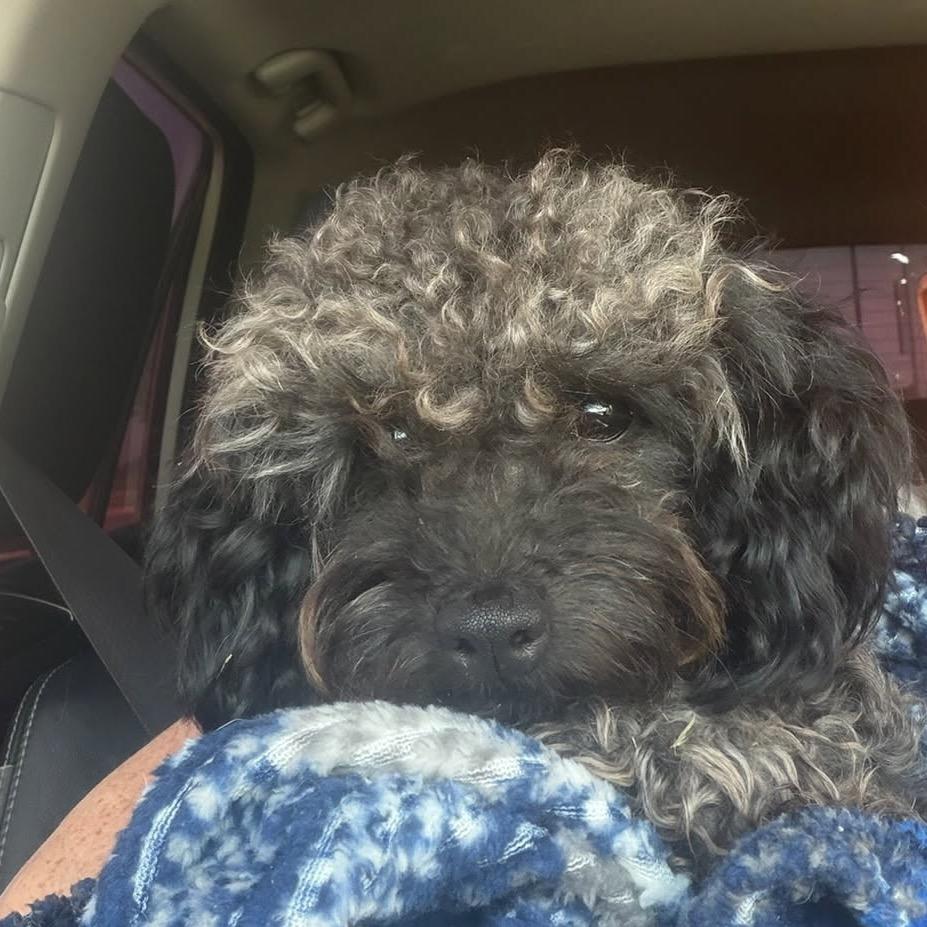 Enlarge Pierre, a Adoptable Miniature Poodle in Oxford, ME image 4/5