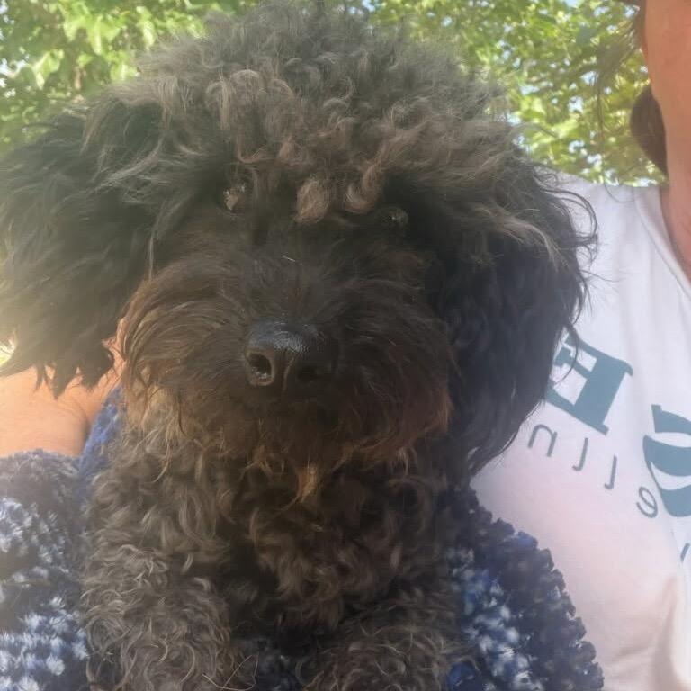 Enlarge Pierre, a Adoptable Miniature Poodle in Oxford, ME image 5/5