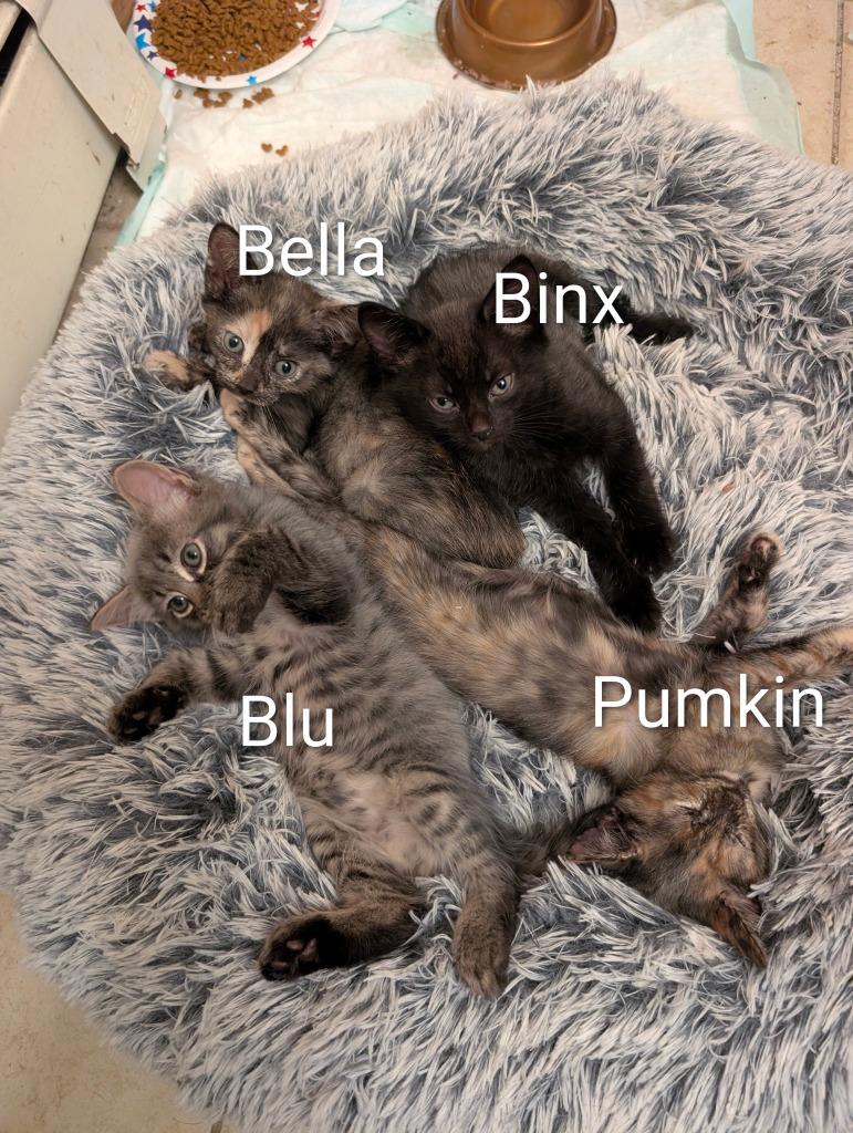 Enlarge Pumpkin, a Adoptable mixed breed in LIberty, NY image 1/2