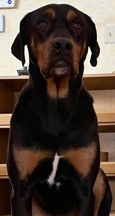 Riley, Adoptable, Adult Male Rottweiler.