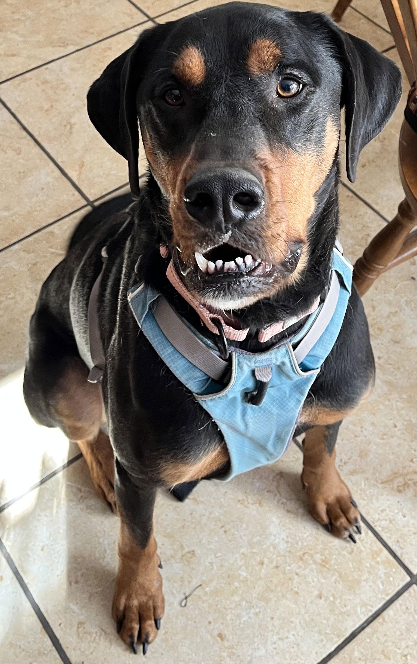 Enlarge Riley, a Adoptable Rottweiler in Hillsboro, NH image 3/3