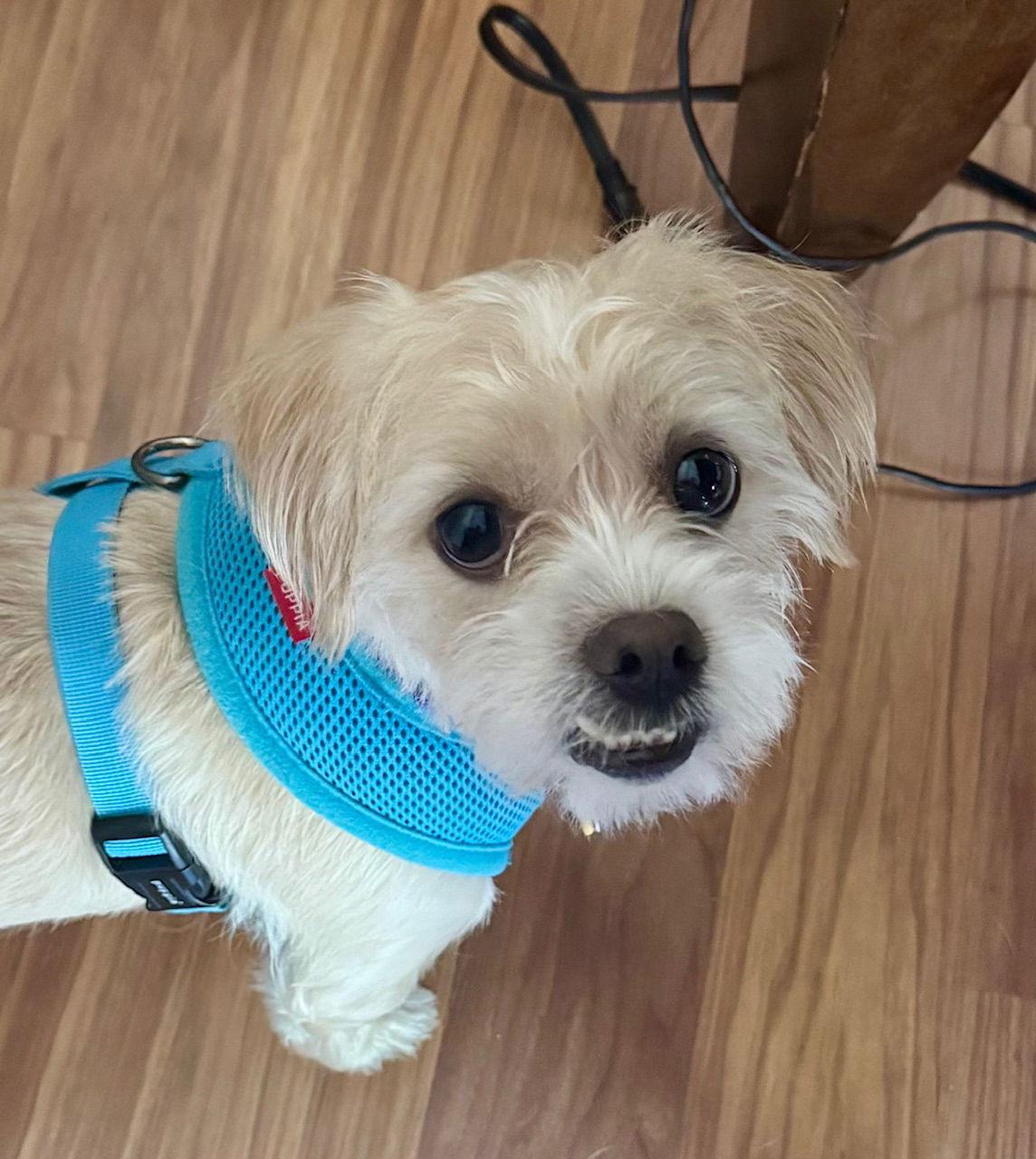 Neemo, Adoptable, Adult Male Poodle & Maltese.