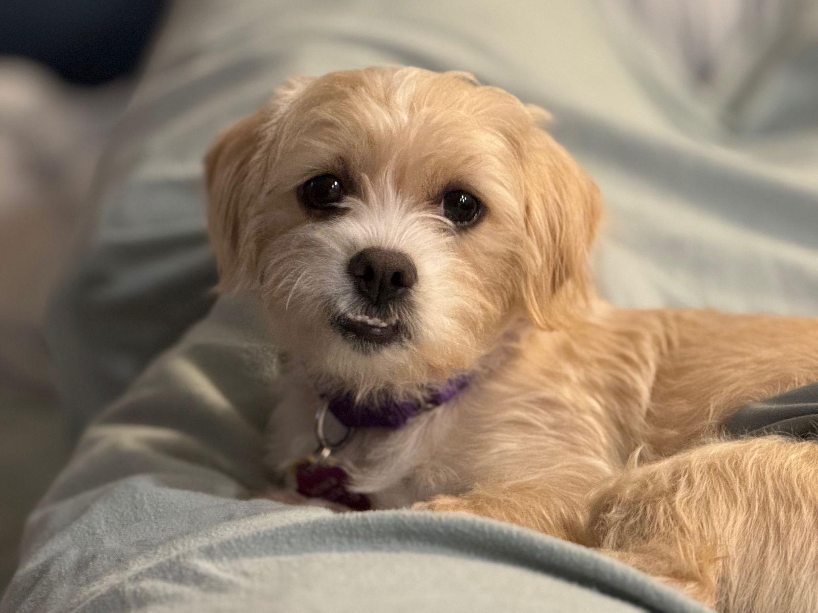 Enlarge Neemo, a Adoptable mixed breed in Elk River, MN image 2/3