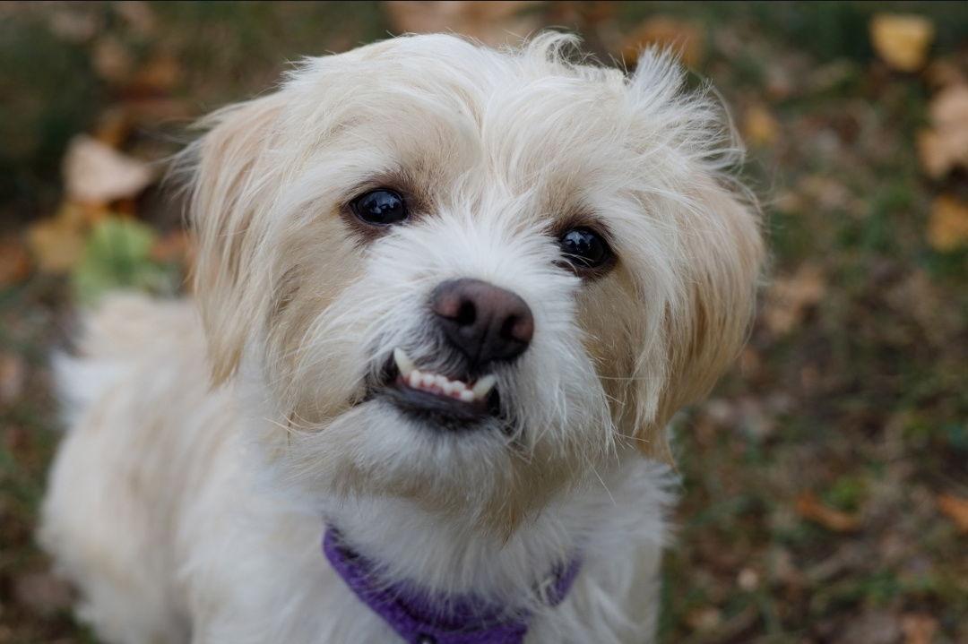 Enlarge Neemo, a Adoptable mixed breed in Elk River, MN image 3/3