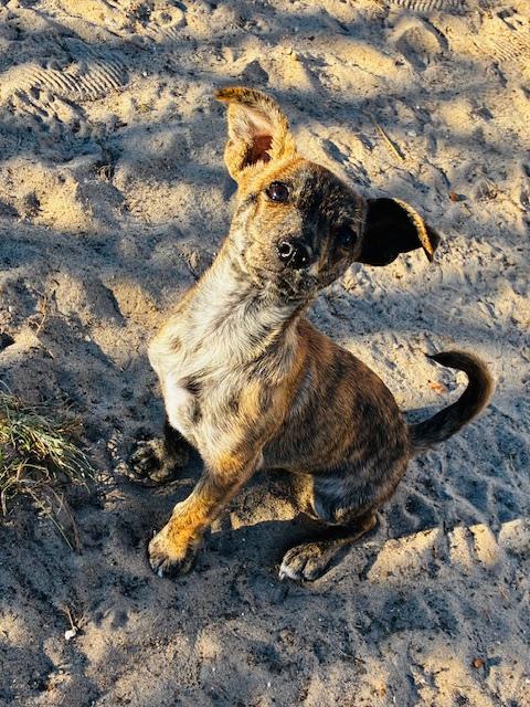 Enlarge Pimento, a Adoptable mixed breed image 1/4