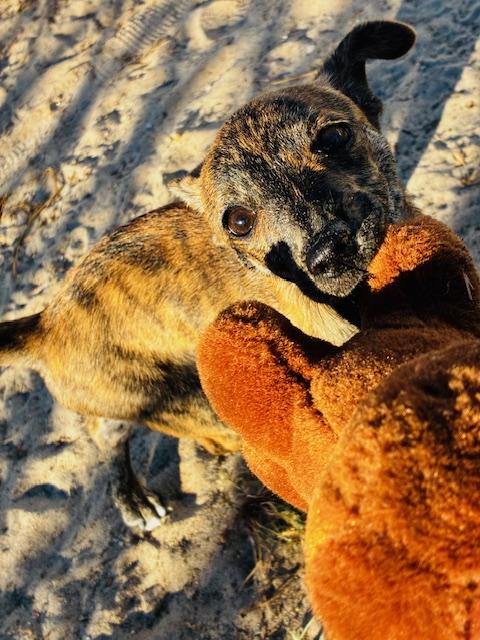 Enlarge Pimento, a Adoptable mixed breed image 2/4