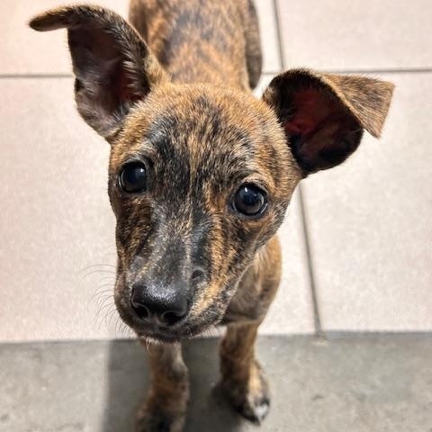 Enlarge Pimento, a Adoptable mixed breed image 3/4