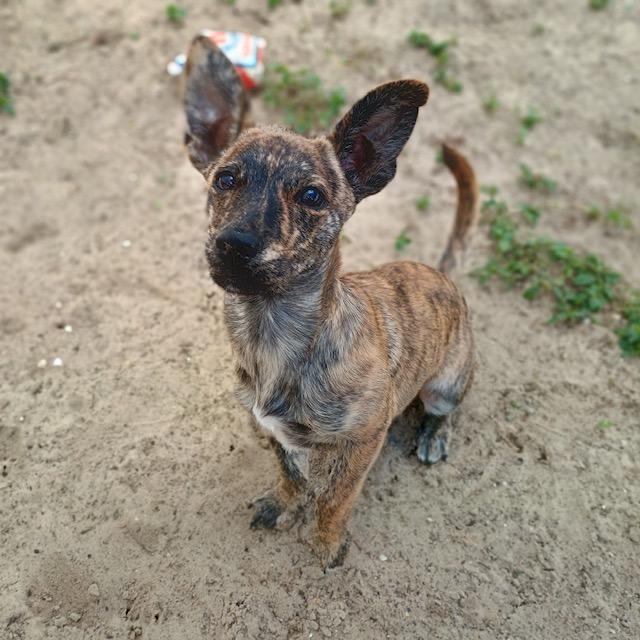 Enlarge Pimento, a Adoptable mixed breed image 4/4