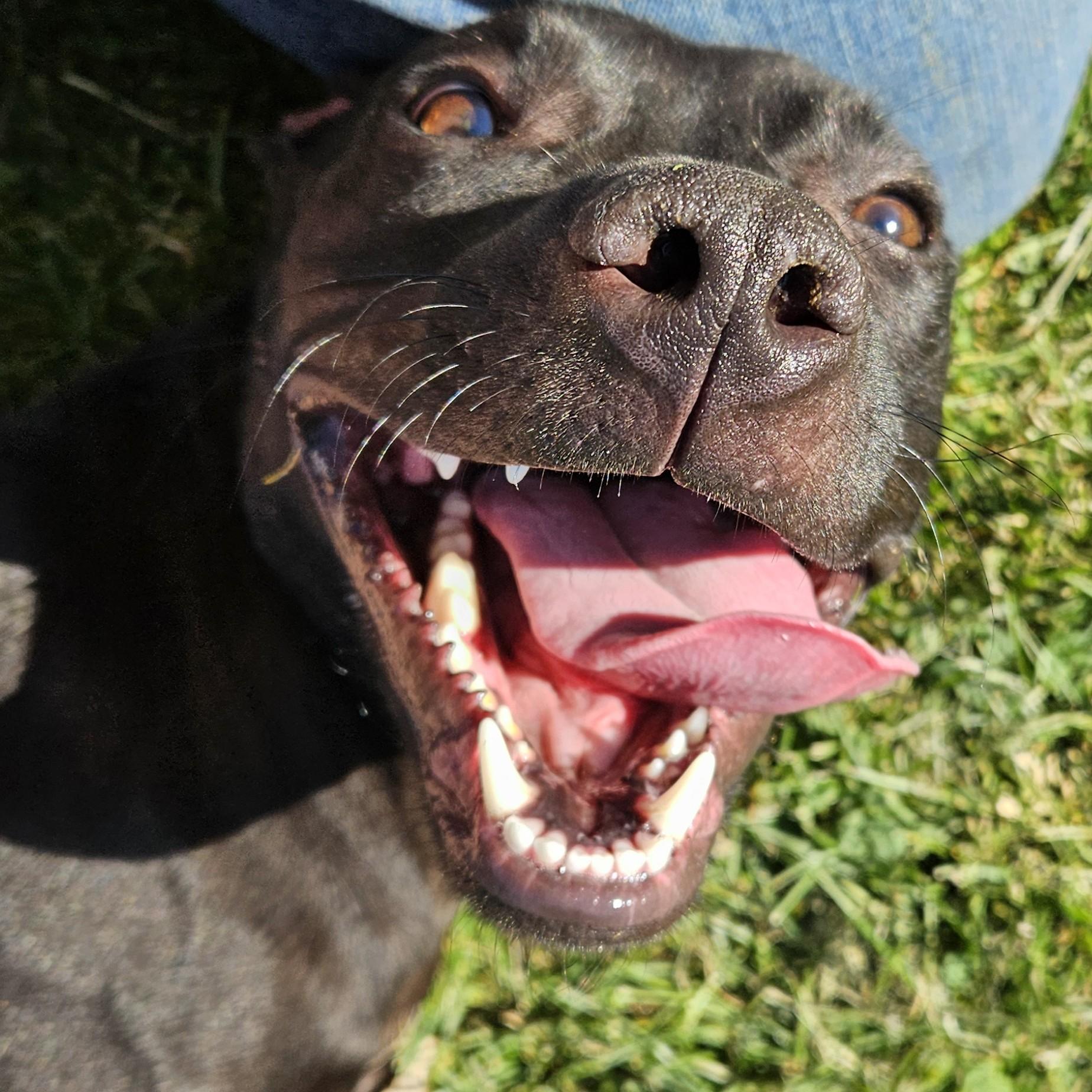Satin, a ADOPTABLE mixed breed in Benton Harbor, MI image 3/5