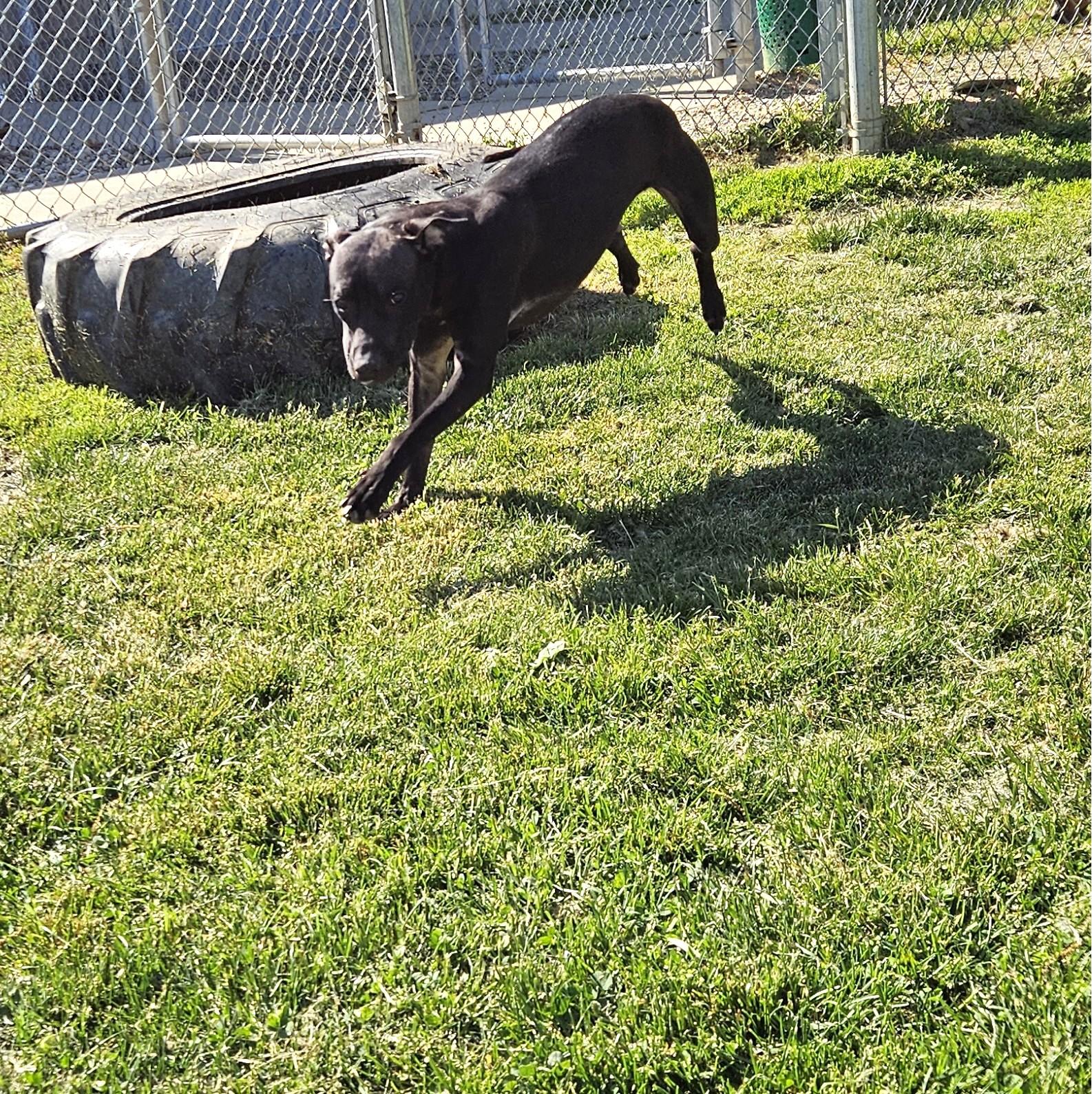 Satin, a ADOPTABLE mixed breed in Benton Harbor, MI image 1/5