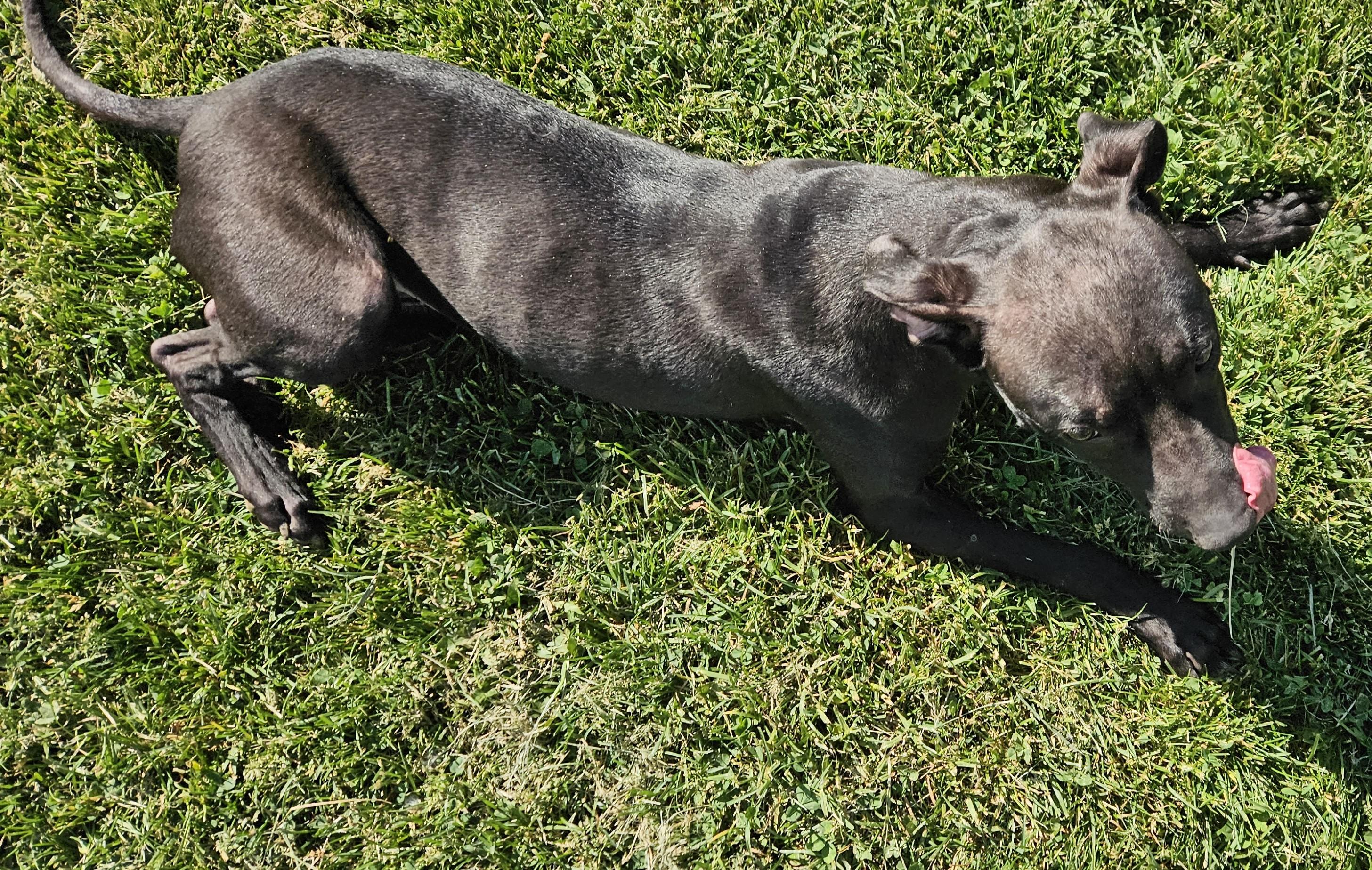 Satin, a ADOPTABLE mixed breed in Benton Harbor, MI image 2/5