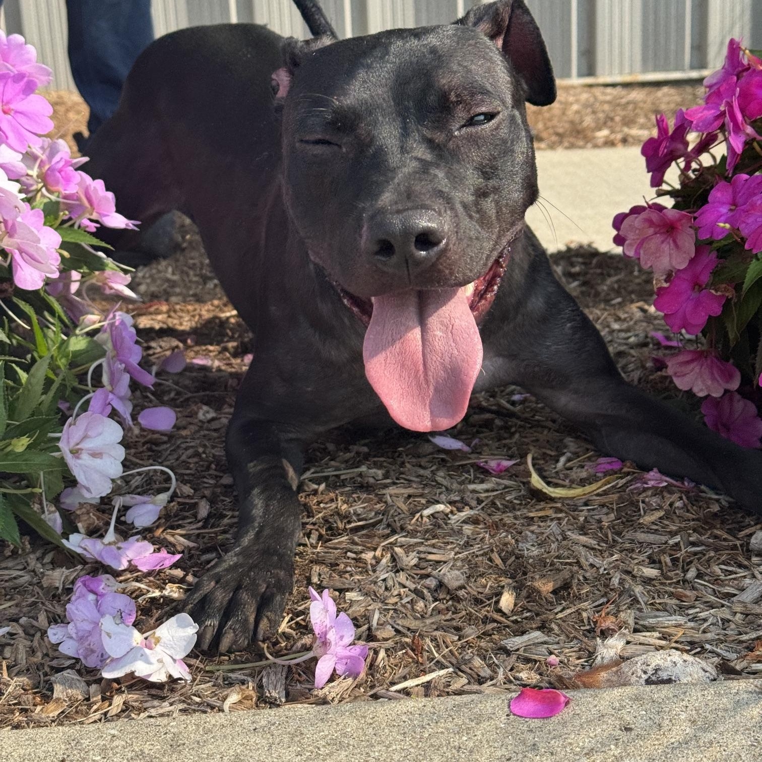 Satin, a ADOPTABLE mixed breed in Benton Harbor, MI image 2/6
