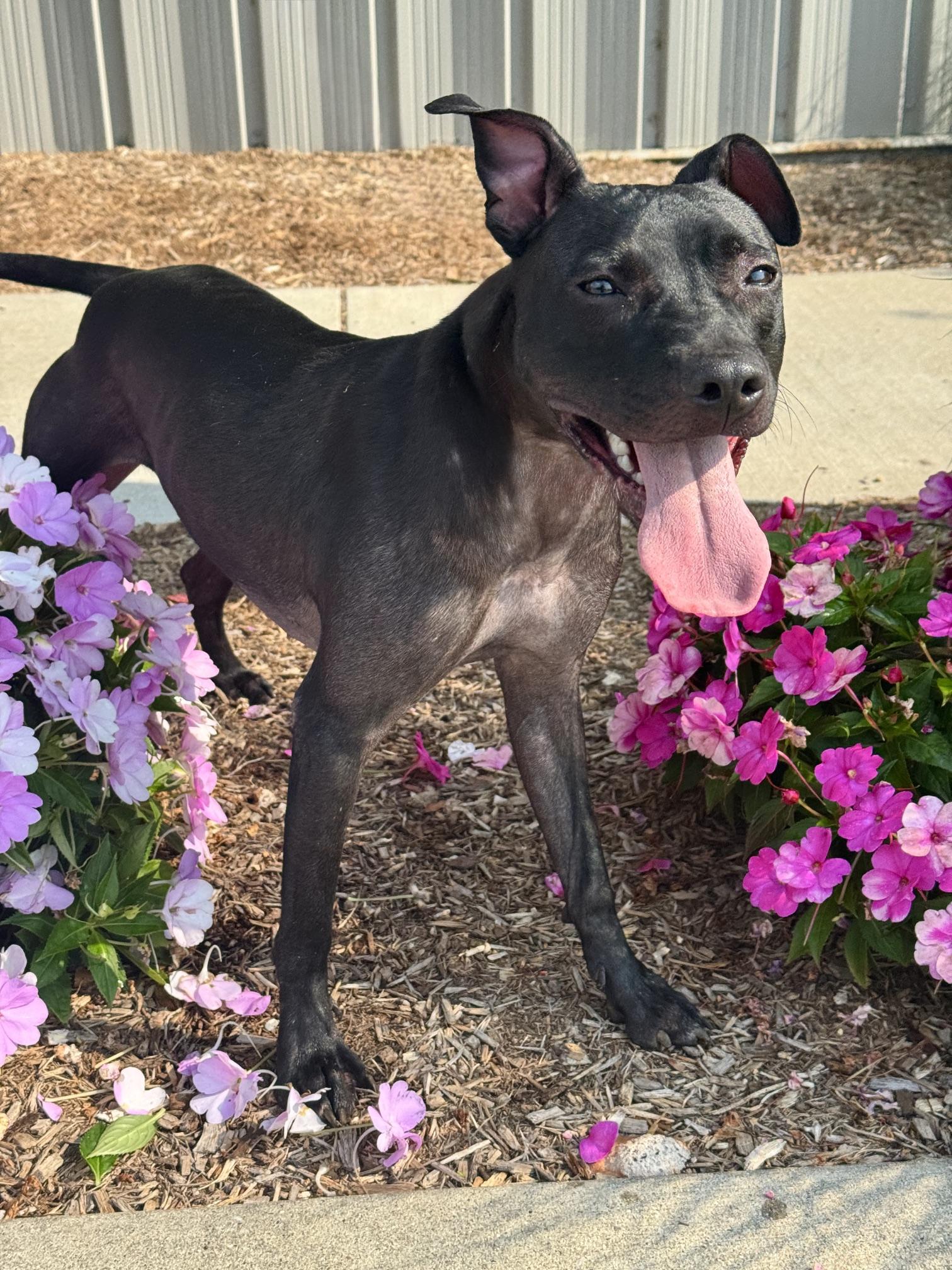 Satin, ADOPTABLE, Young Female Italian Greyhound.