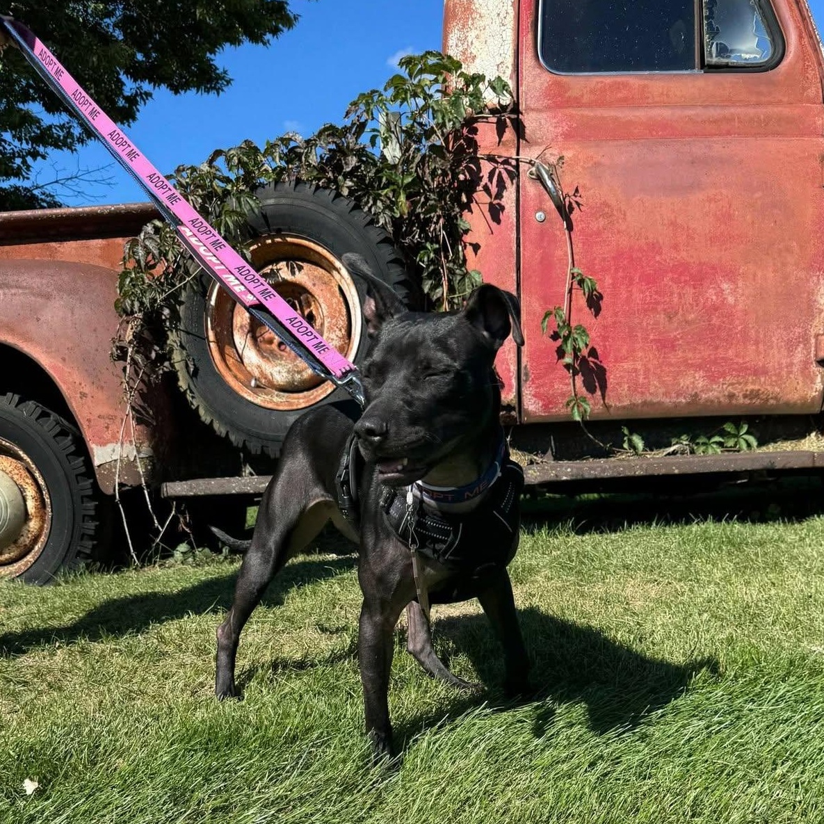 Enlarge Satin, a Adoptable mixed breed in Benton Harbor, MI image 2/6