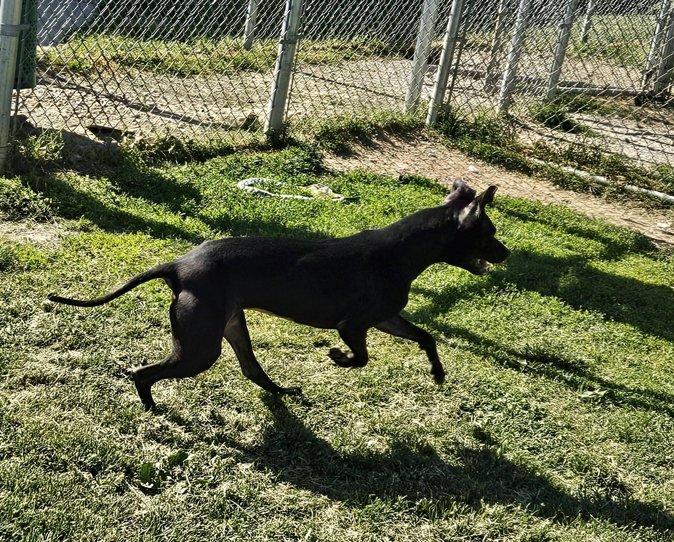 Satin, a ADOPTABLE mixed breed in Benton Harbor, MI image 4/5