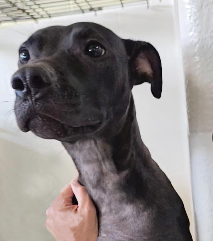 Satin, a ADOPTABLE mixed breed in Benton Harbor, MI image 6/6