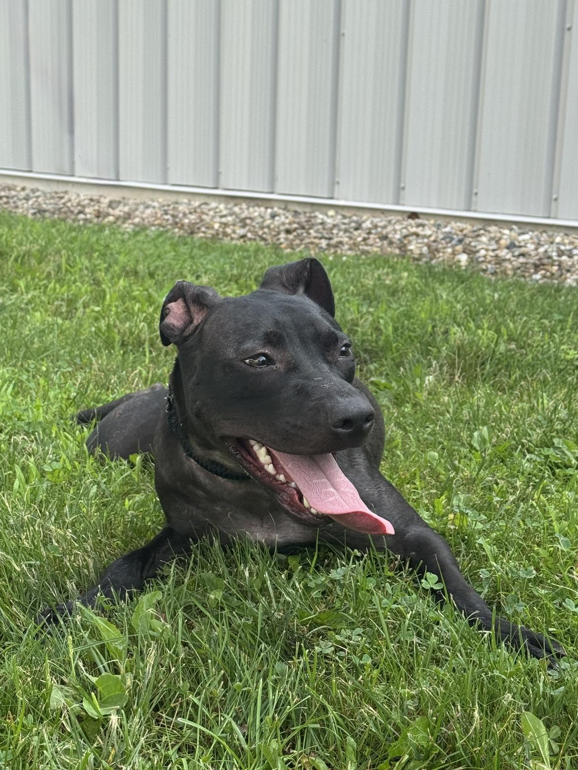Satin, a ADOPTABLE mixed breed in Benton Harbor, MI image 3/6