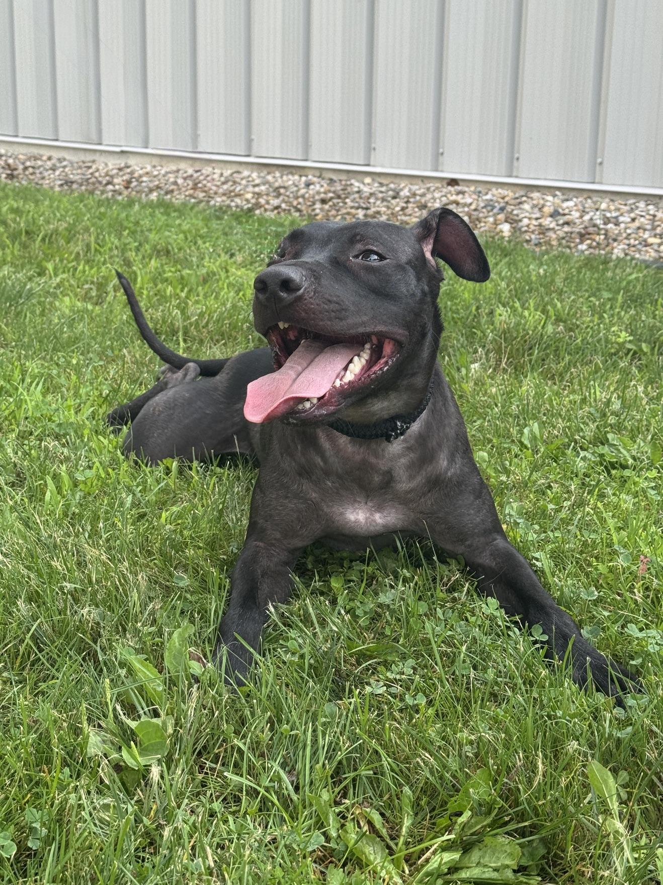 Satin, a ADOPTABLE mixed breed in Benton Harbor, MI image 4/6