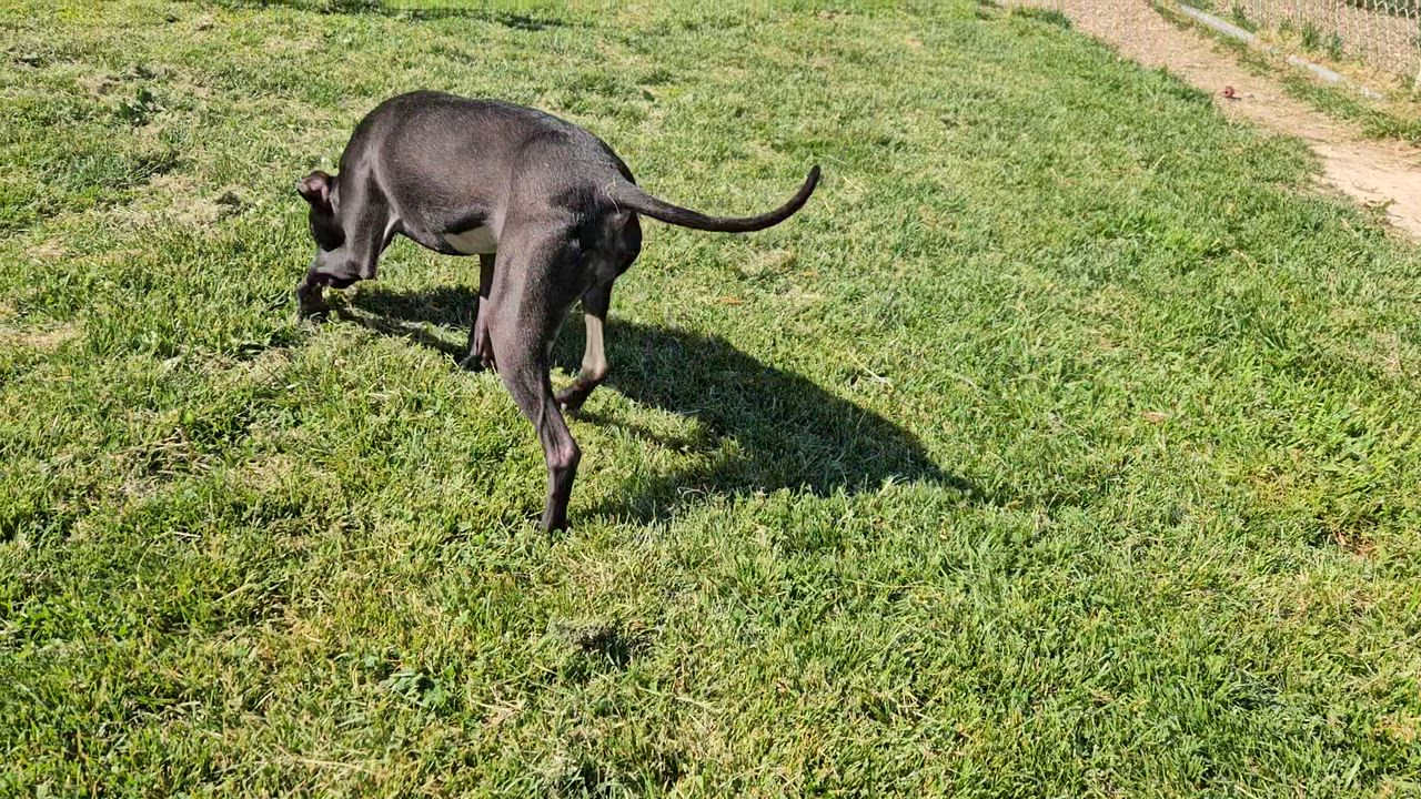 Enlarge Satin, a ADOPTABLE mixed breed in Benton Harbor, MI video 5/5