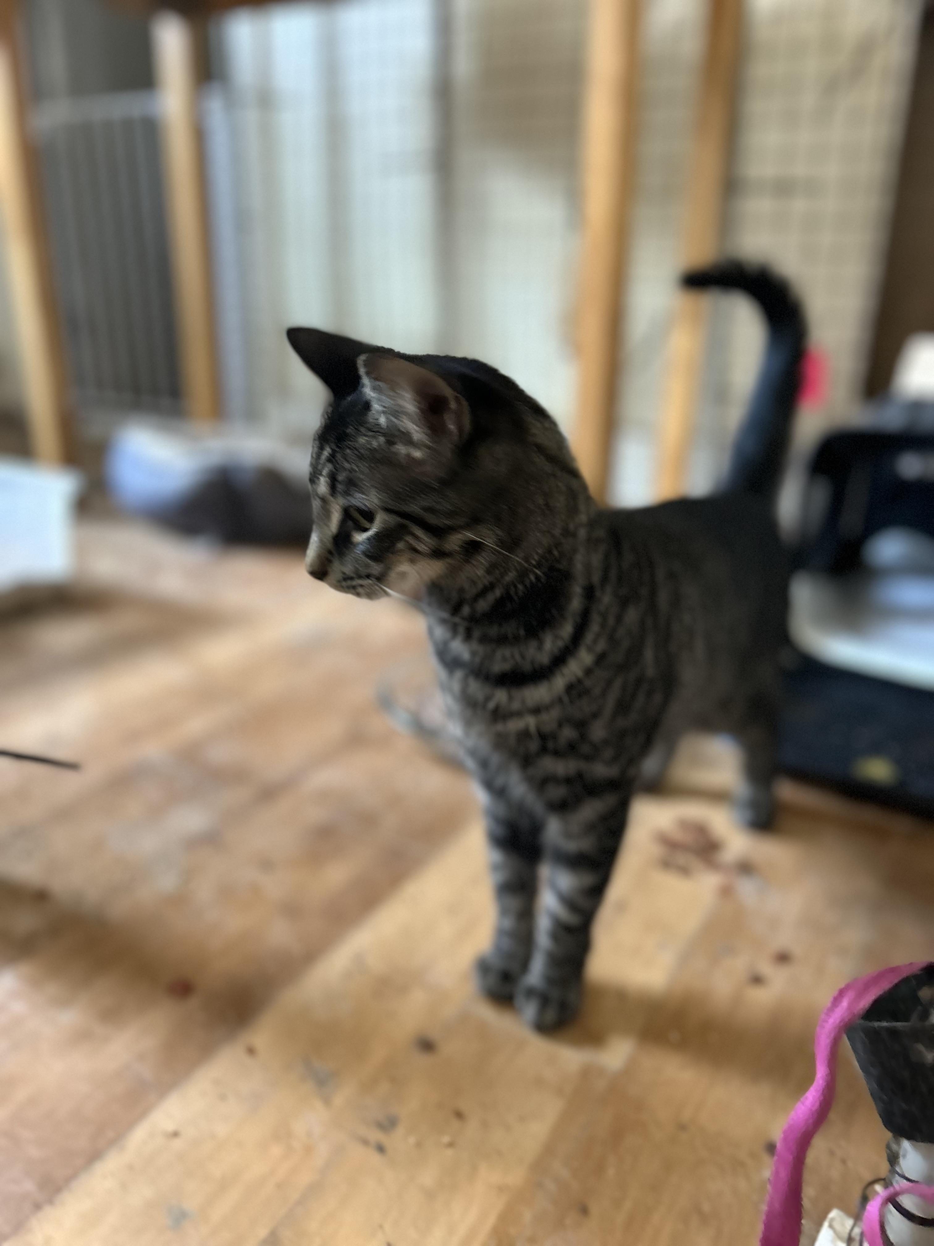 Enlarge Elle, a Adoptable Tabby in New York, NY image 2/5