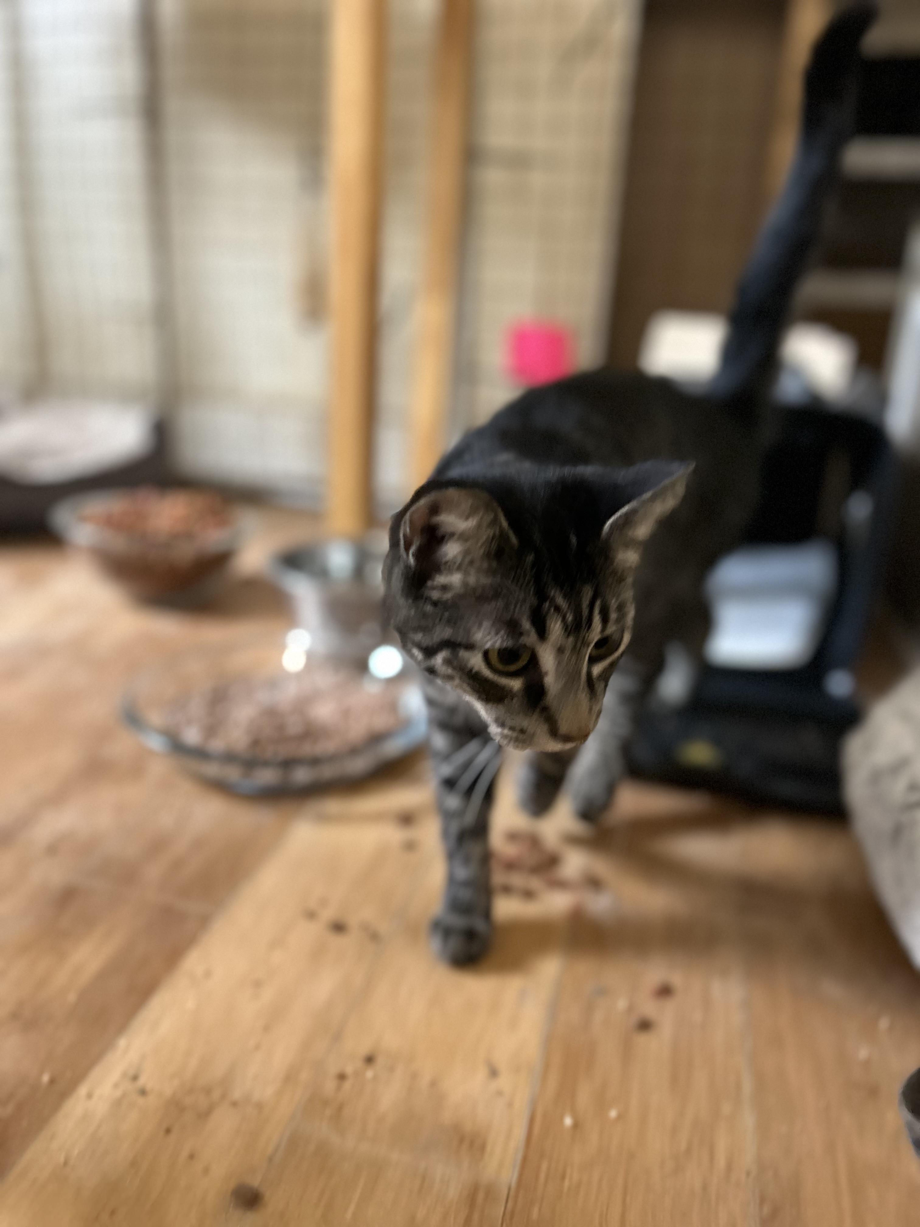 Enlarge Elle, a Adoptable Tabby in New York, NY image 3/5