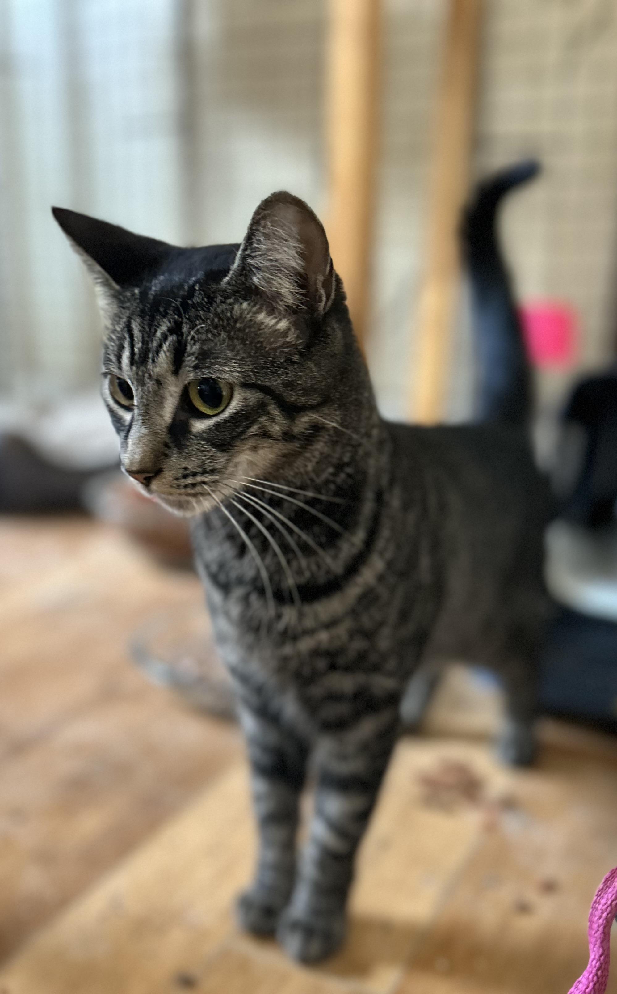 Enlarge Elle, a Adoptable Tabby in New York, NY image 4/5