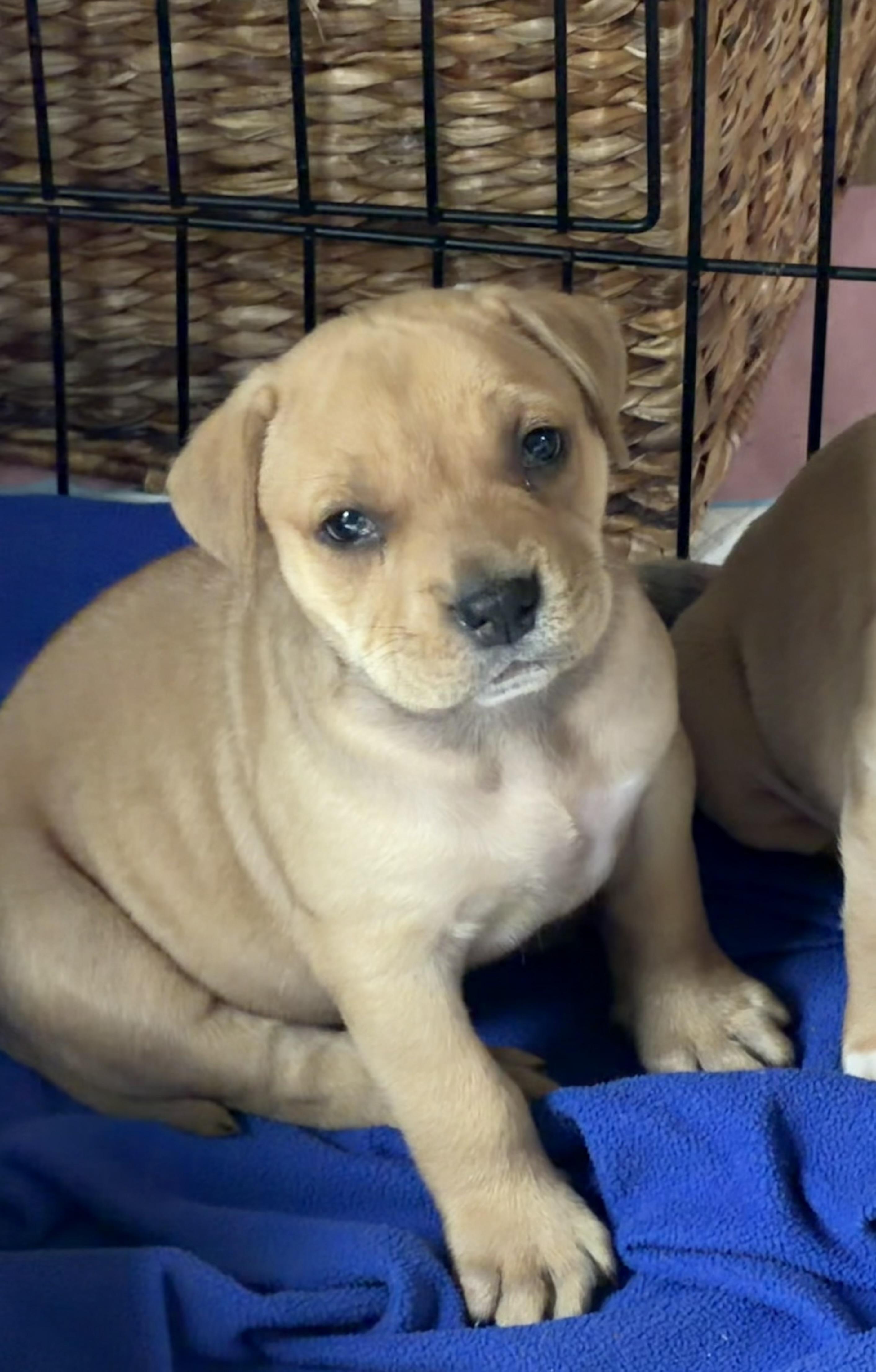 Heinz Ketchup, ADOPTABLE, Puppy Male Bulldog.
