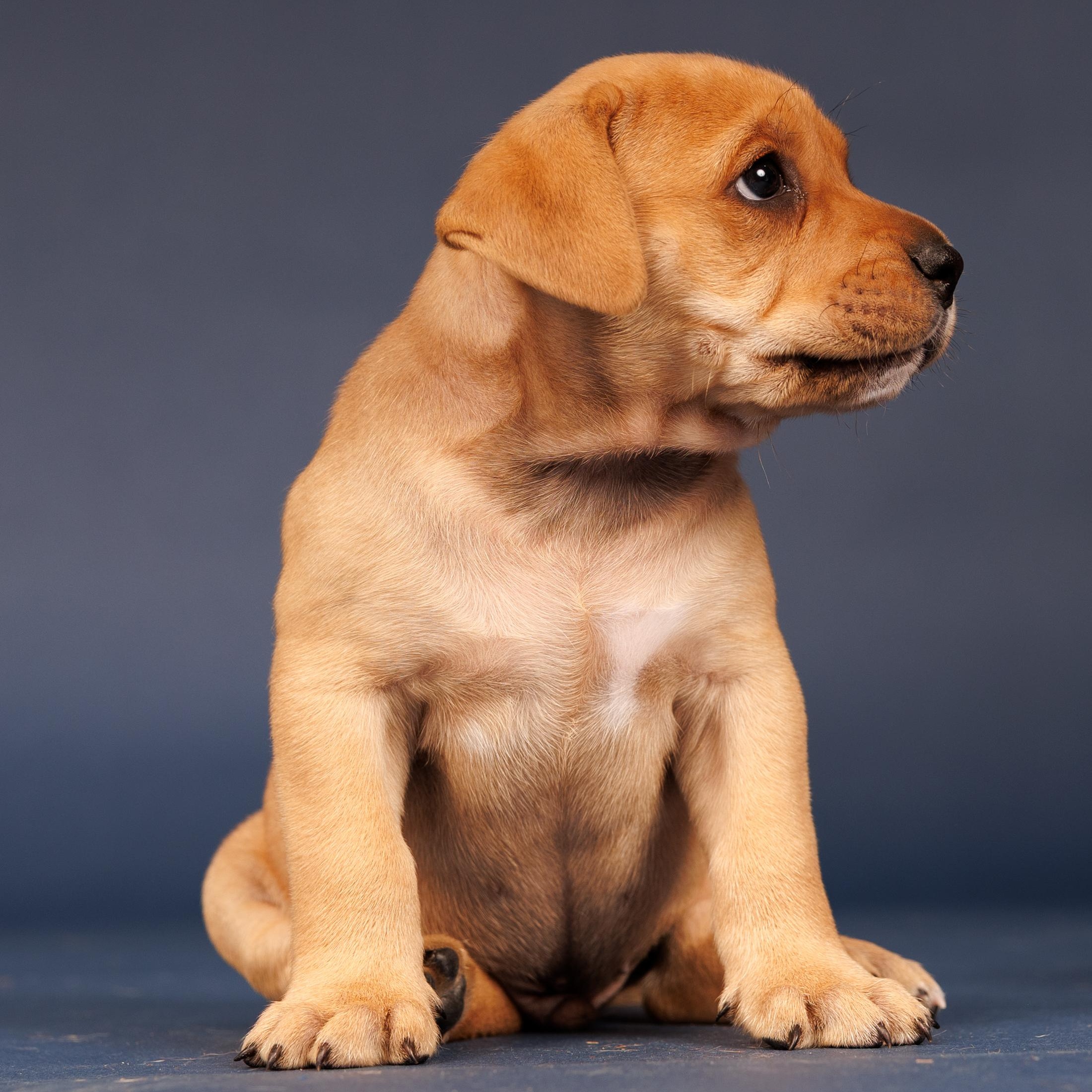 Enlarge Heinz Ketchup, a ADOPTABLE mixed breed in Grafton, OH image 2/2