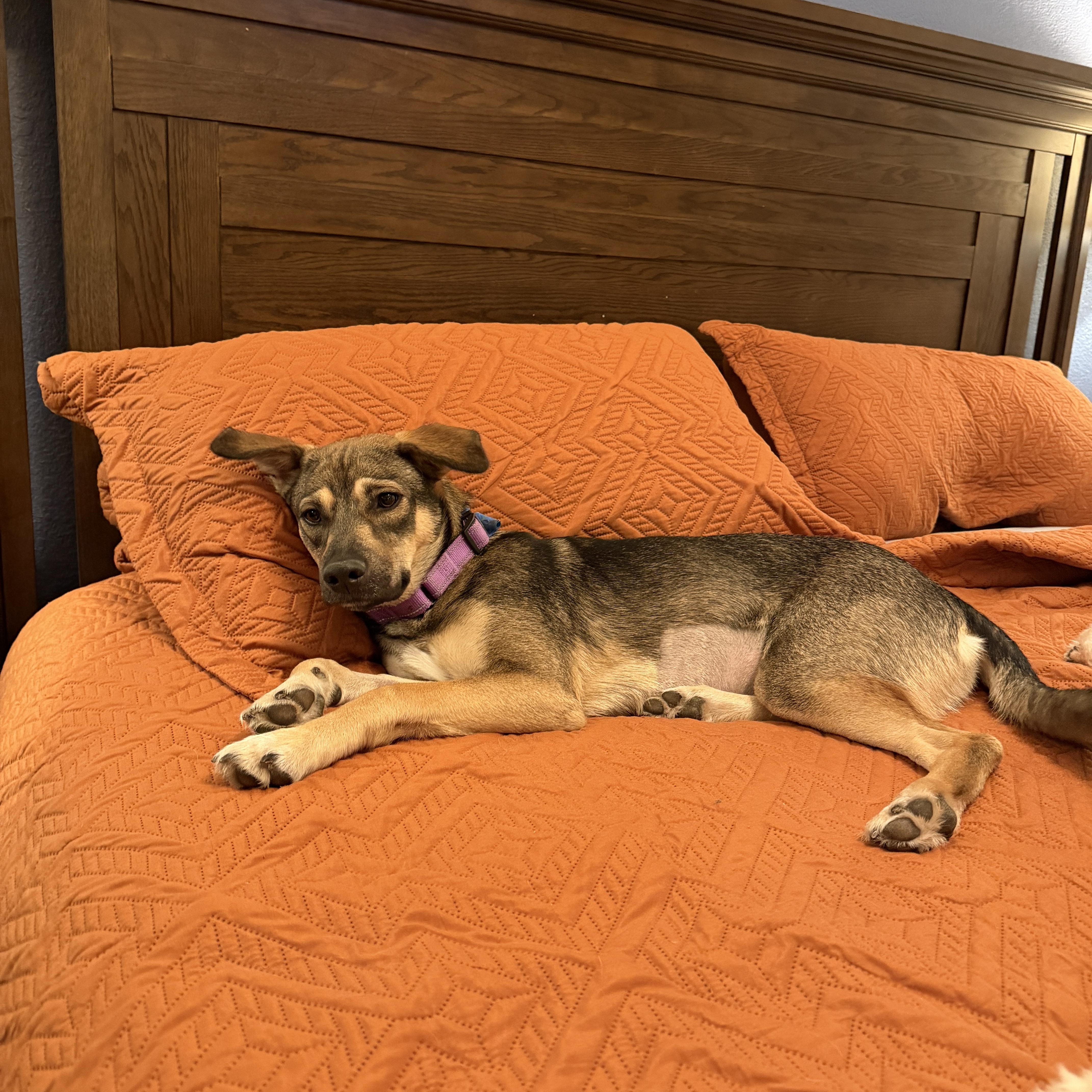 Enlarge Maggie, a Adoptable mixed breed in Allen, TX image 3/6
