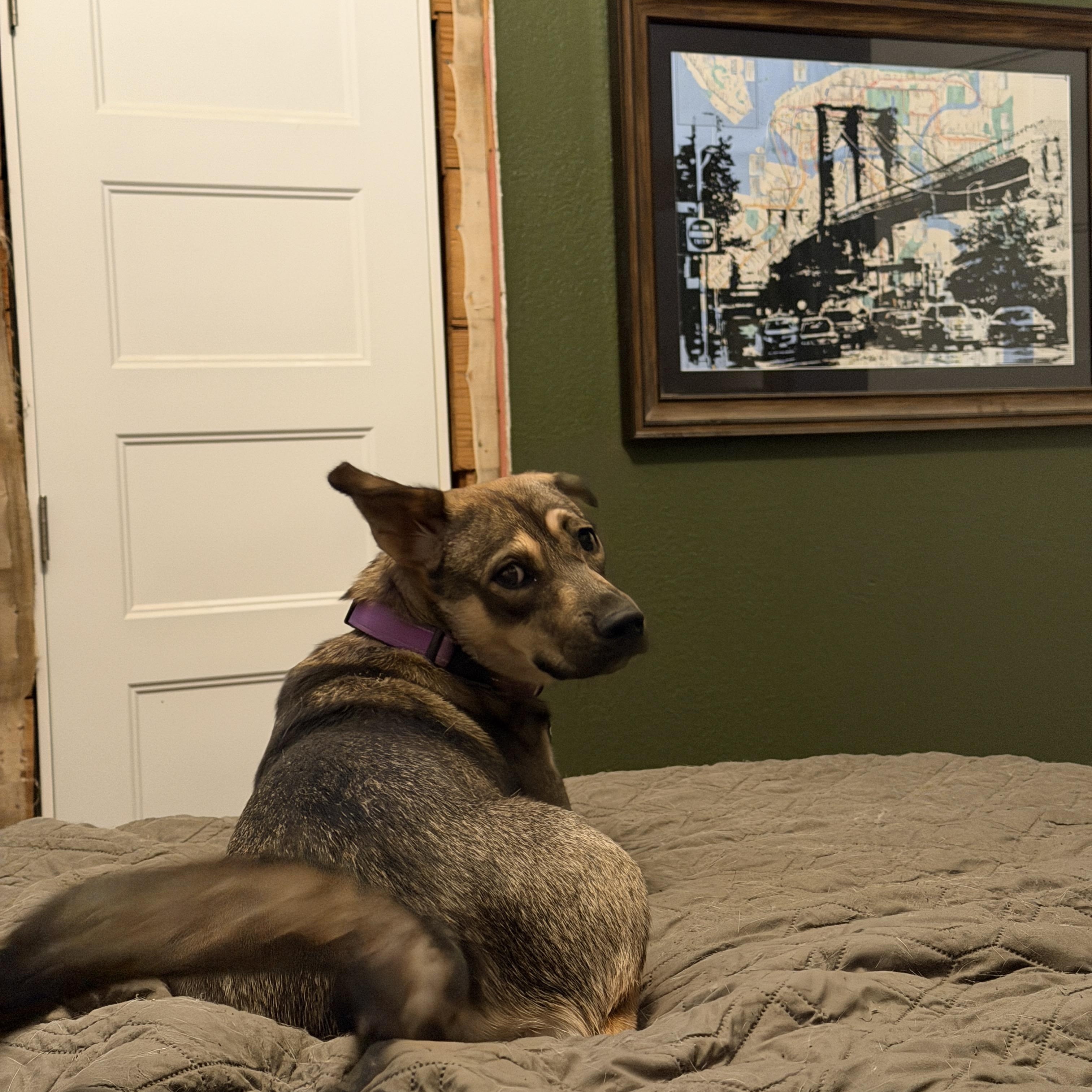 Enlarge Maggie, a Adoptable mixed breed in Allen, TX image 4/6