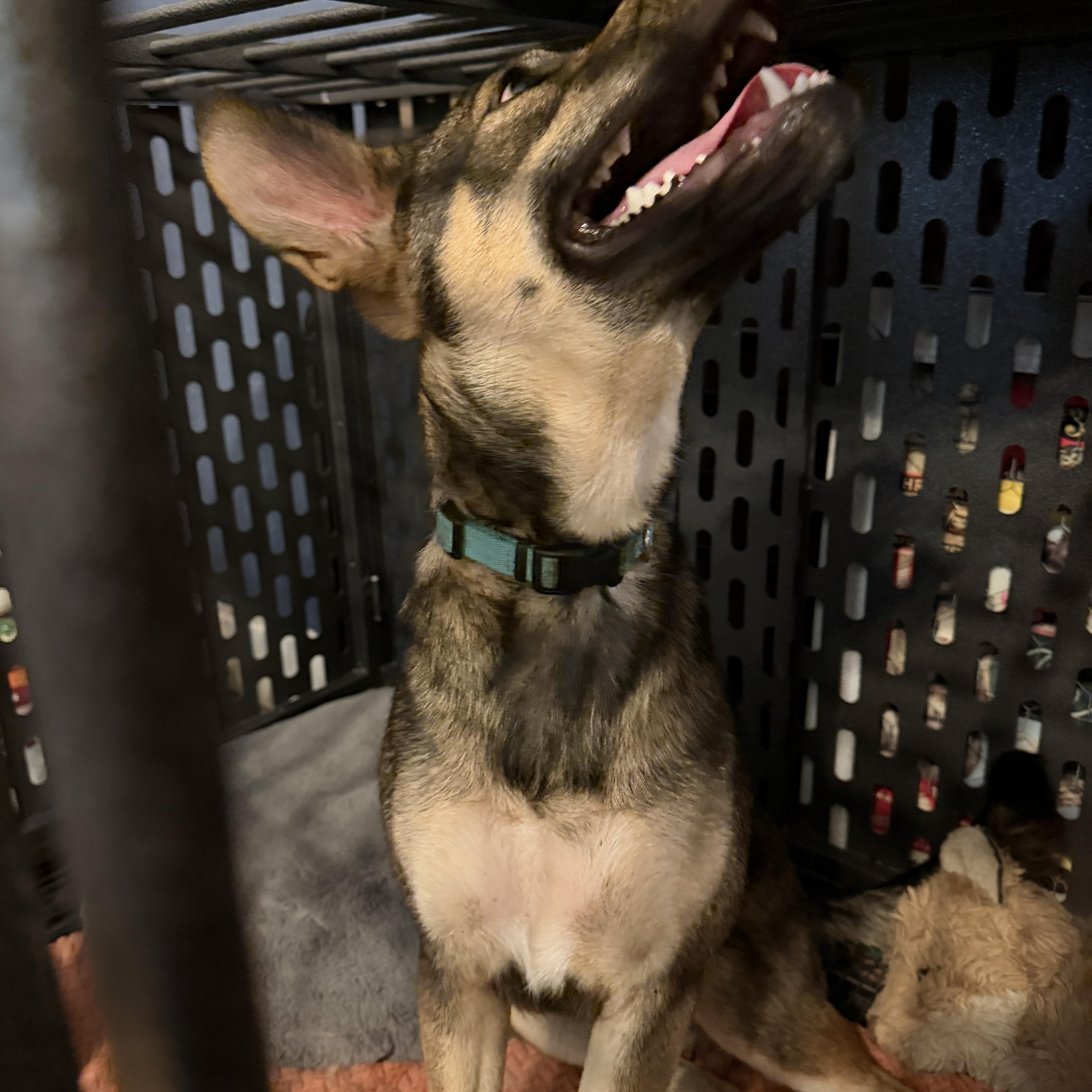 Enlarge Maggie, a Adoptable mixed breed in Allen, TX image 2/6