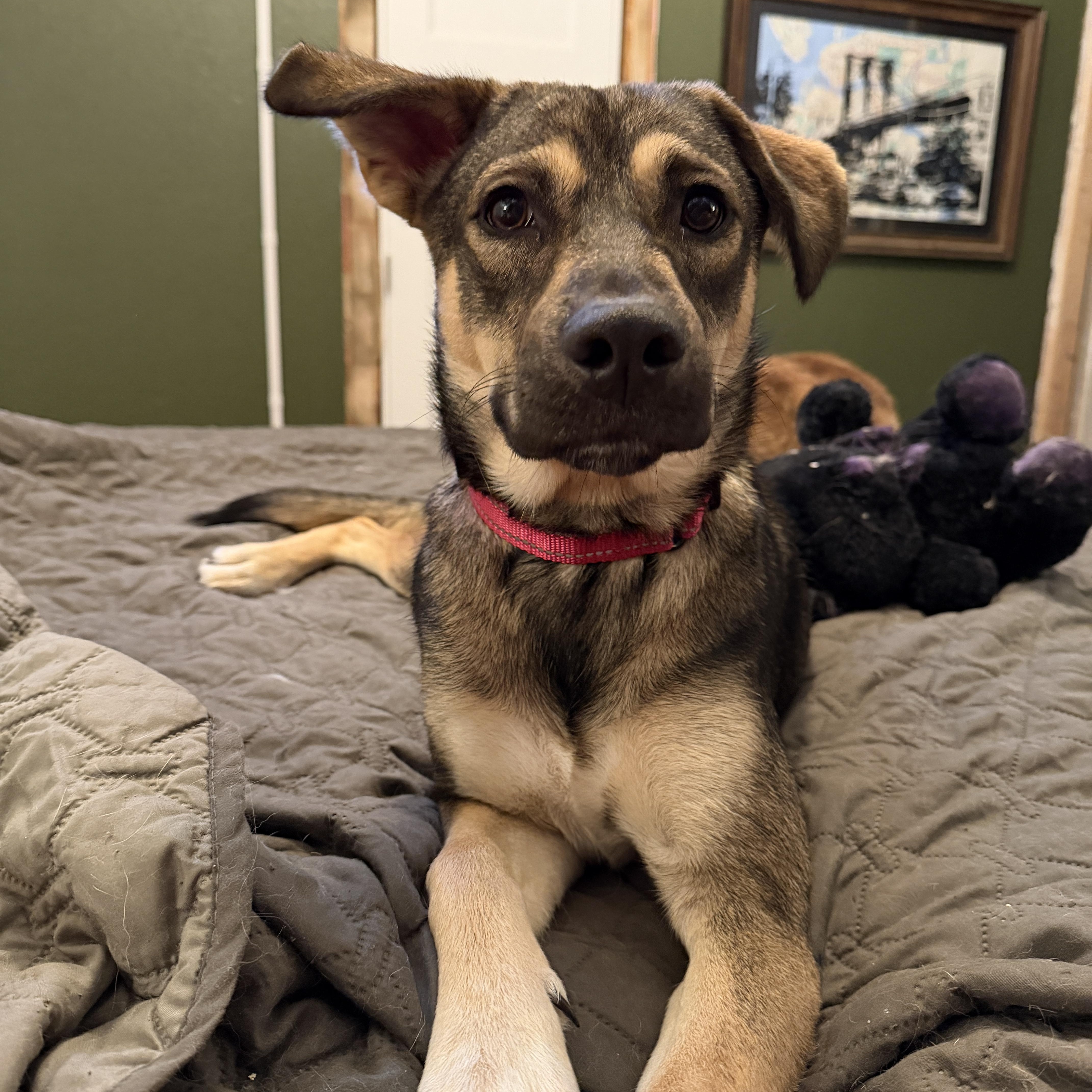 Enlarge Maggie, a Adoptable mixed breed in Allen, TX image 1/6