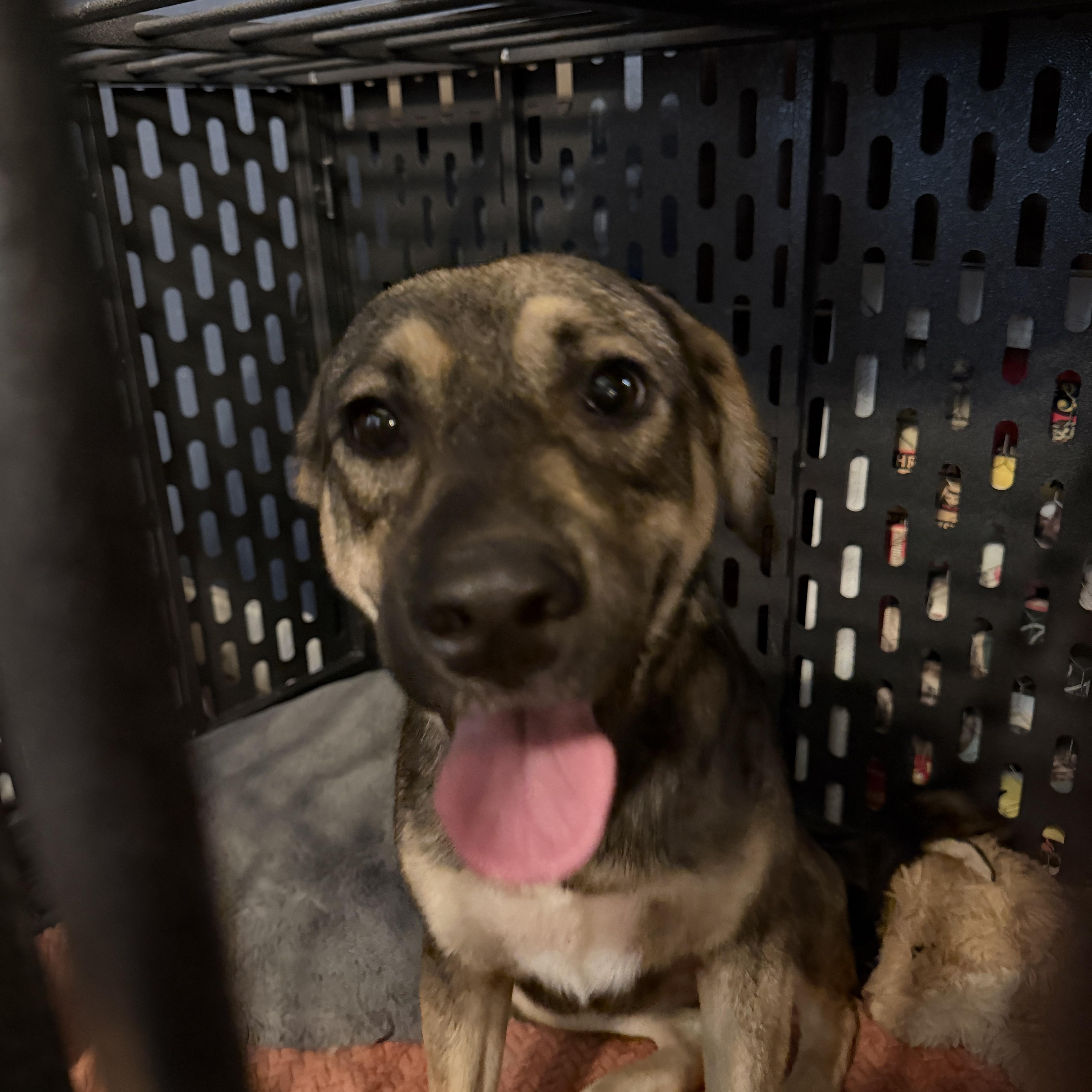 Enlarge Maggie, a Adoptable mixed breed in Allen, TX image 5/6