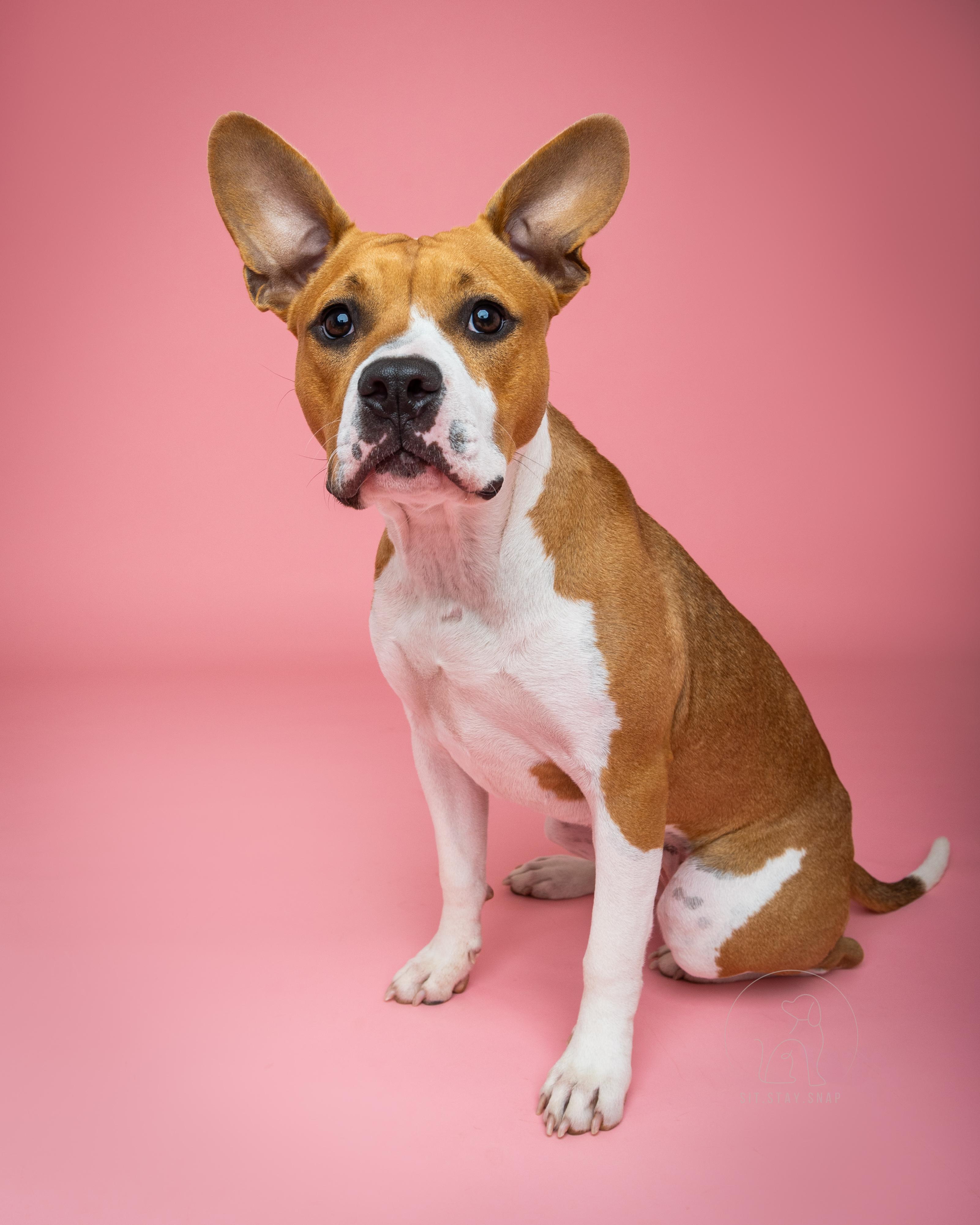 Paisley, a Adoptable mixed breed in Fort Collins, CO image 3/6