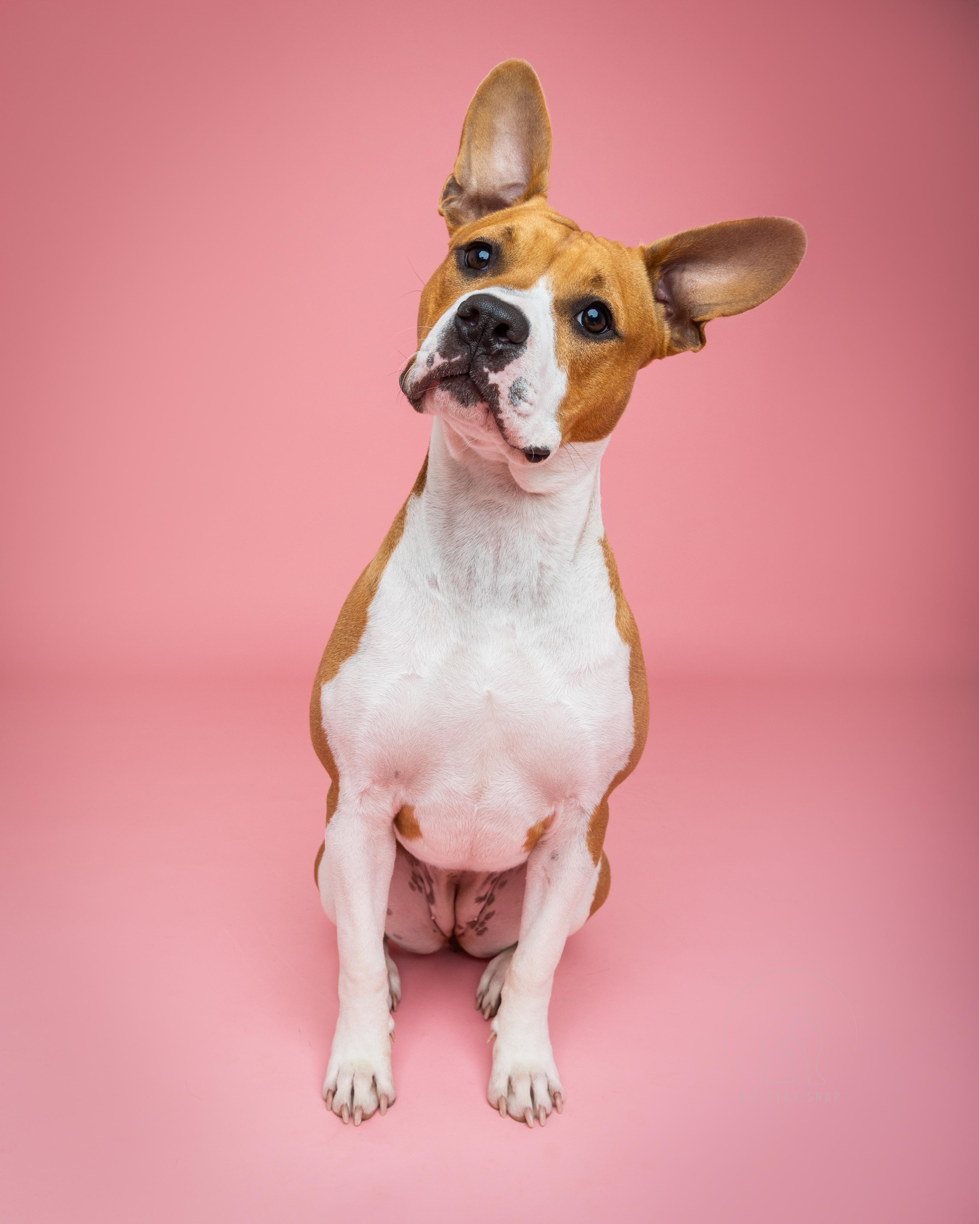 Paisley, a Adoptable mixed breed in Fort Collins, CO image 4/6