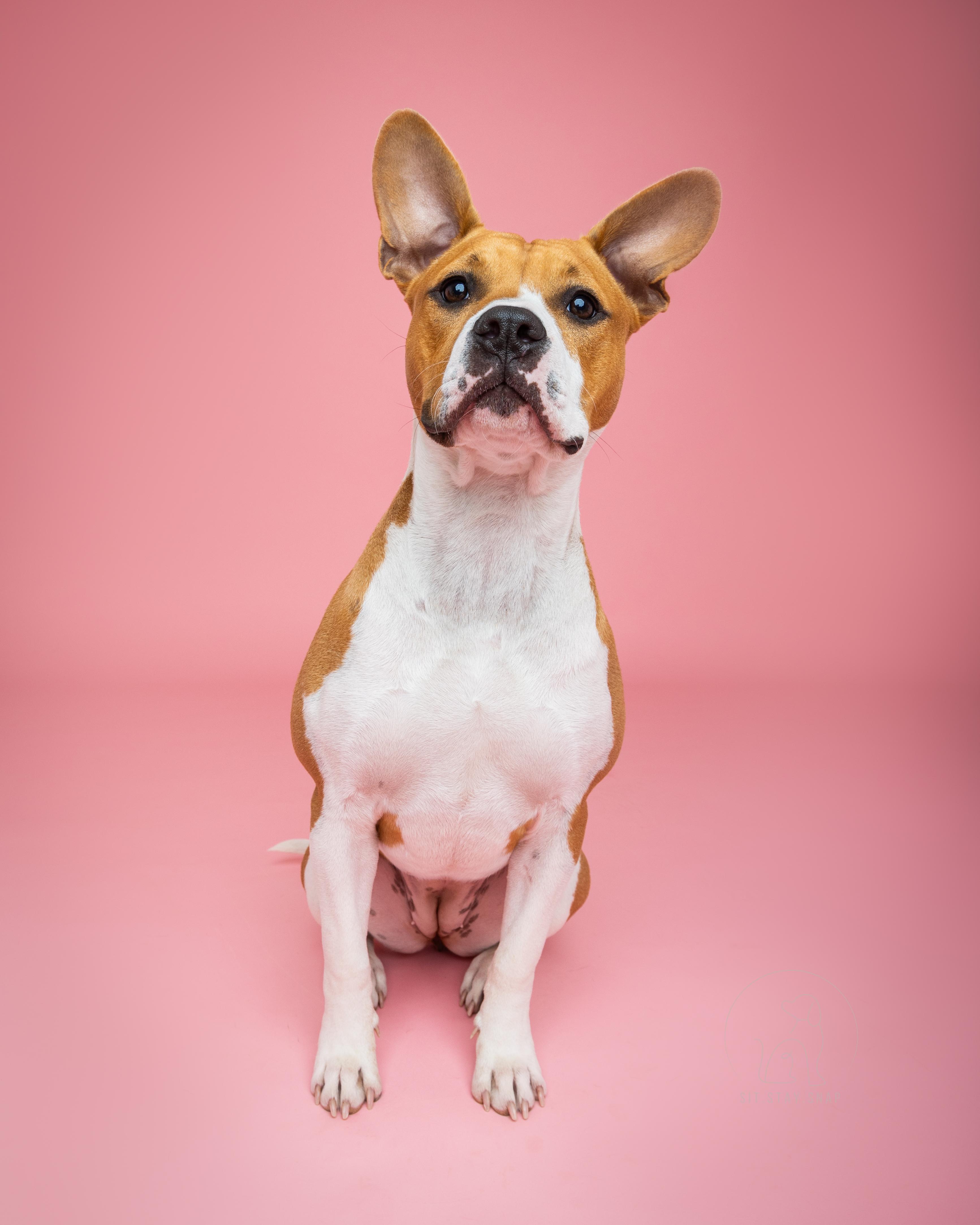 Paisley, a Adoptable mixed breed in Fort Collins, CO image 5/6